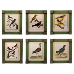 Set of Six Framed Hand Colored Engravings of Birds by Martinet
