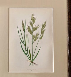 Set of Six Framed Hand Colored Grasses by E. J. Lowe, 1868