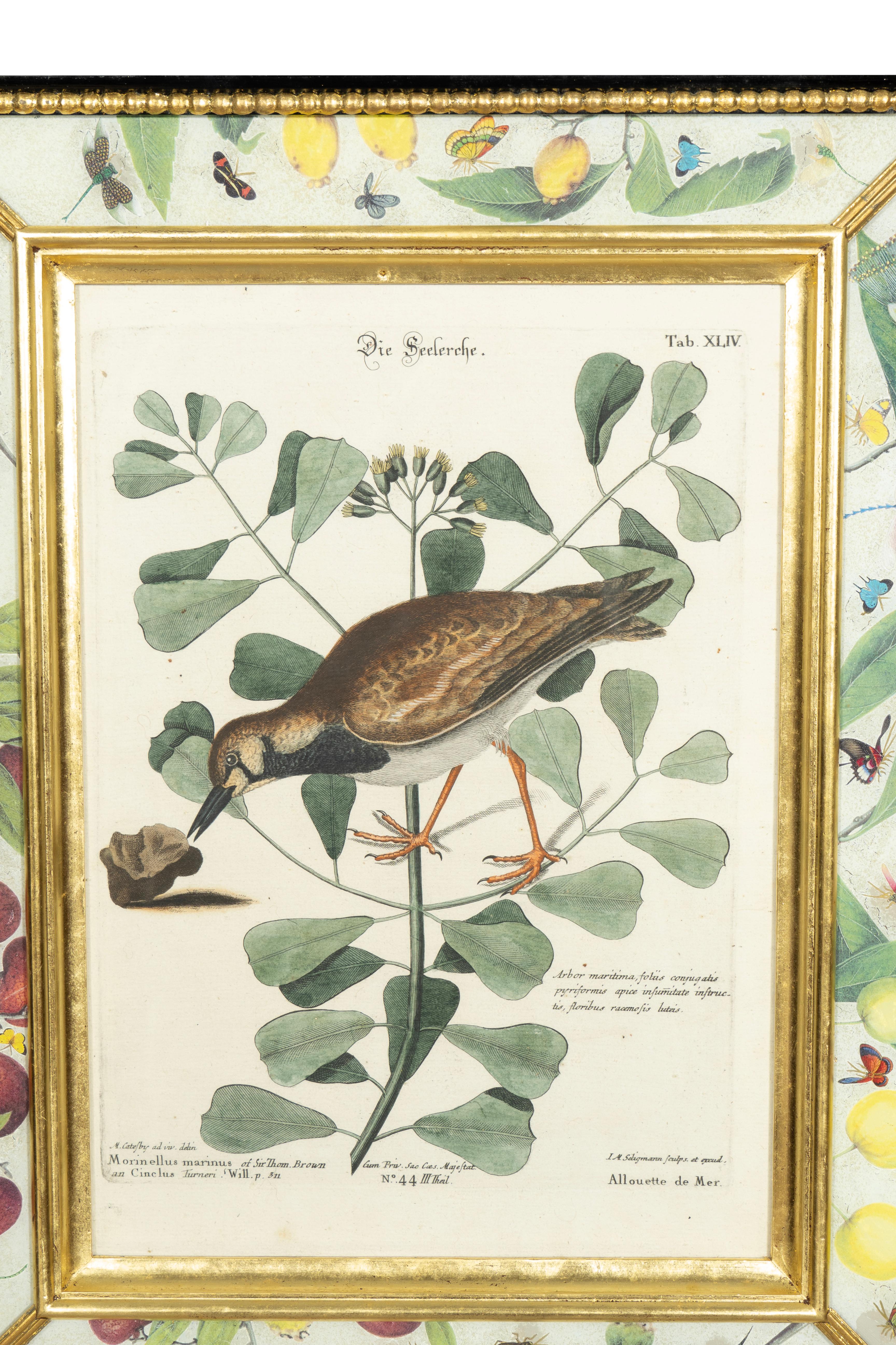Set Of Six Framed Ornithological Prints 4