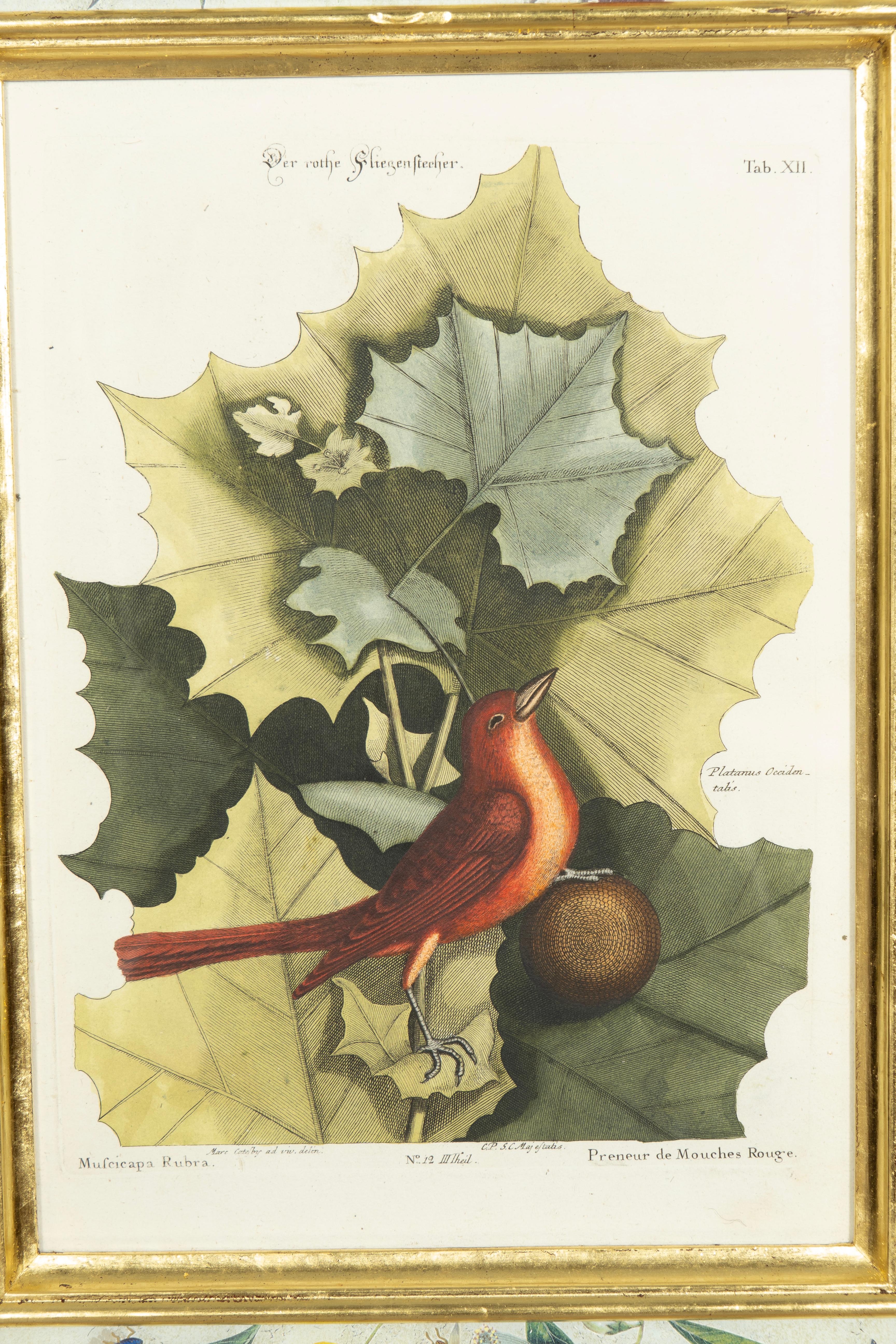 Set Of Six Framed Ornithological Prints 5
