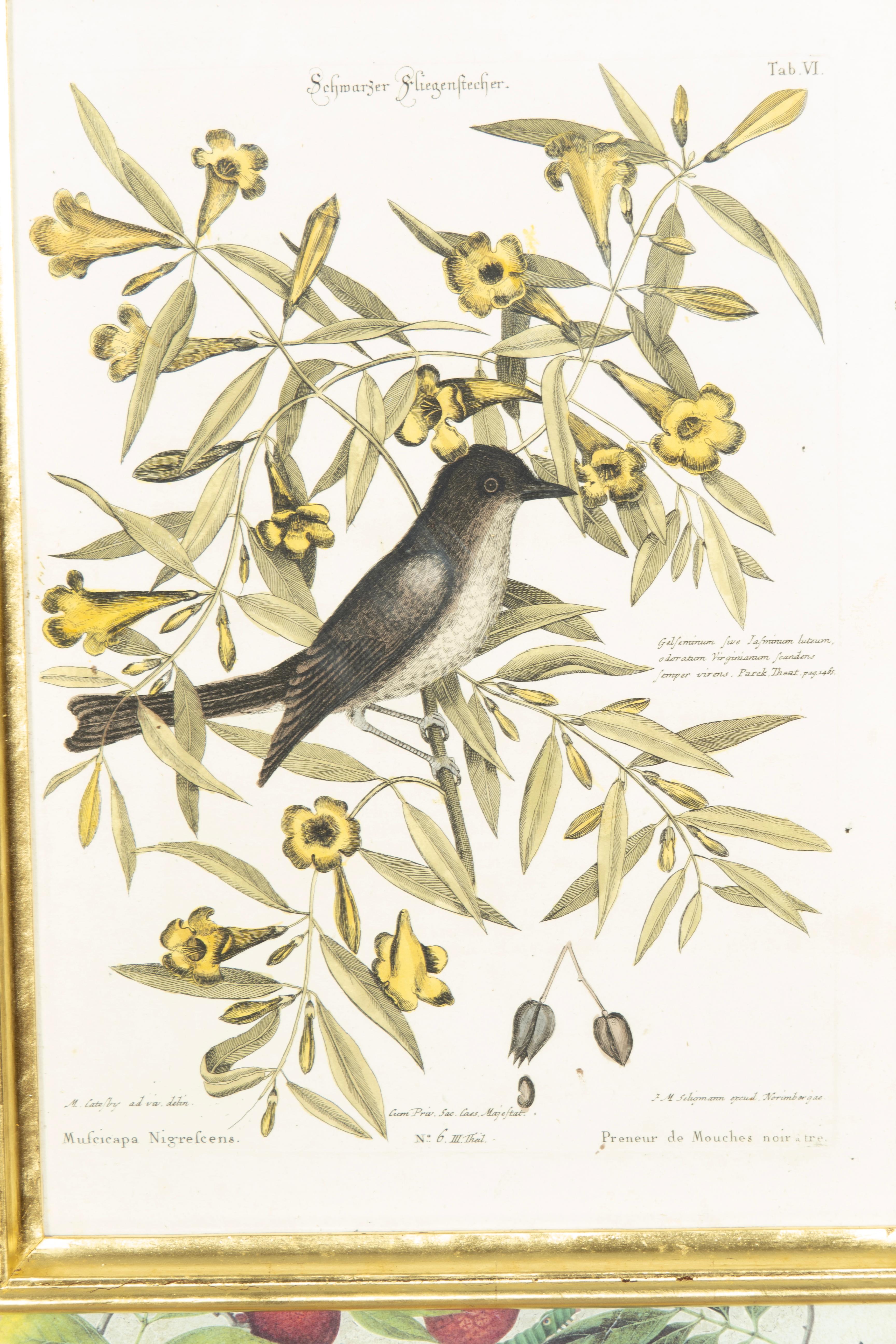 Set Of Six Framed Ornithological Prints 6