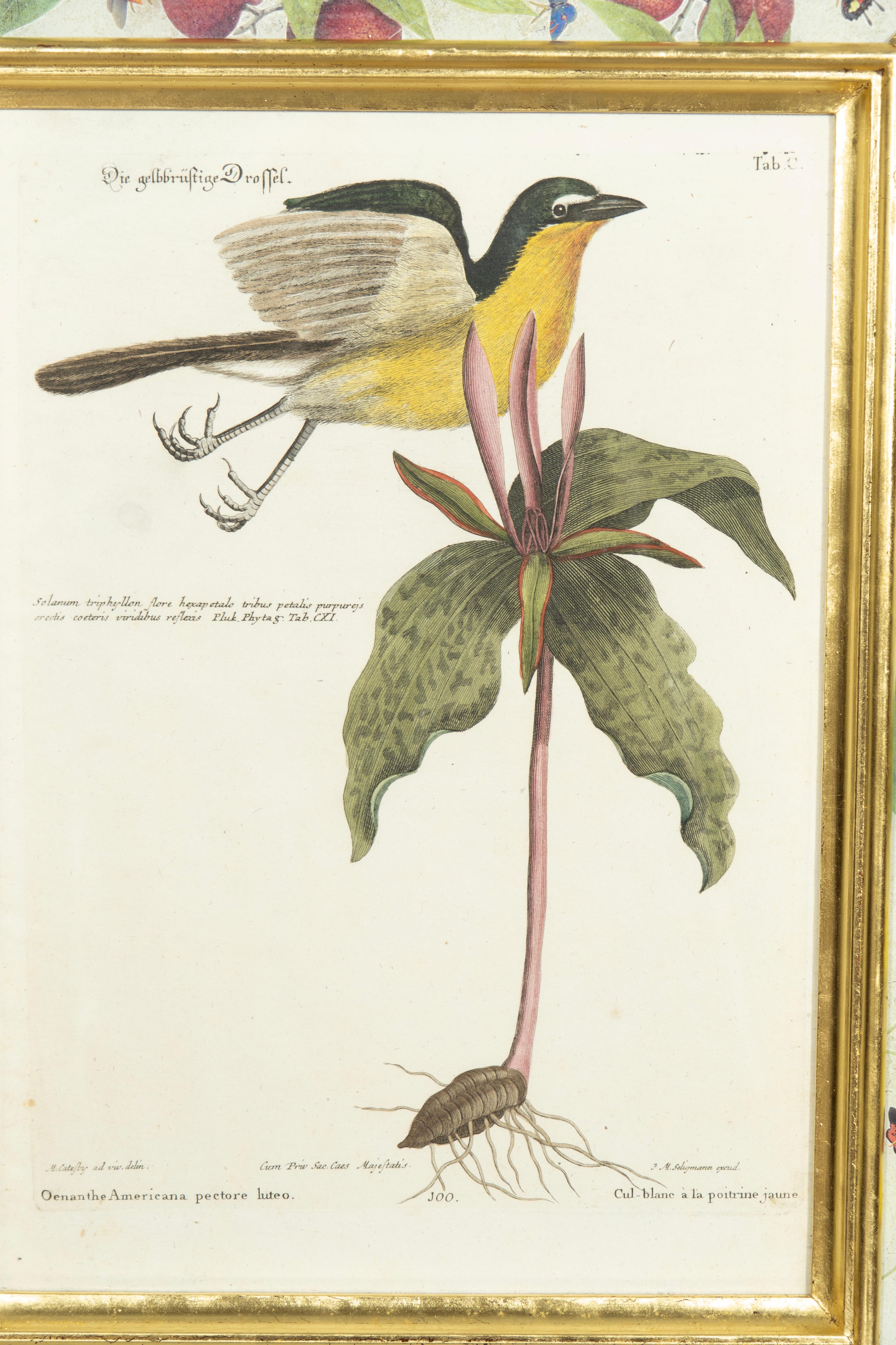 Set Of Six Framed Ornithological Prints 8