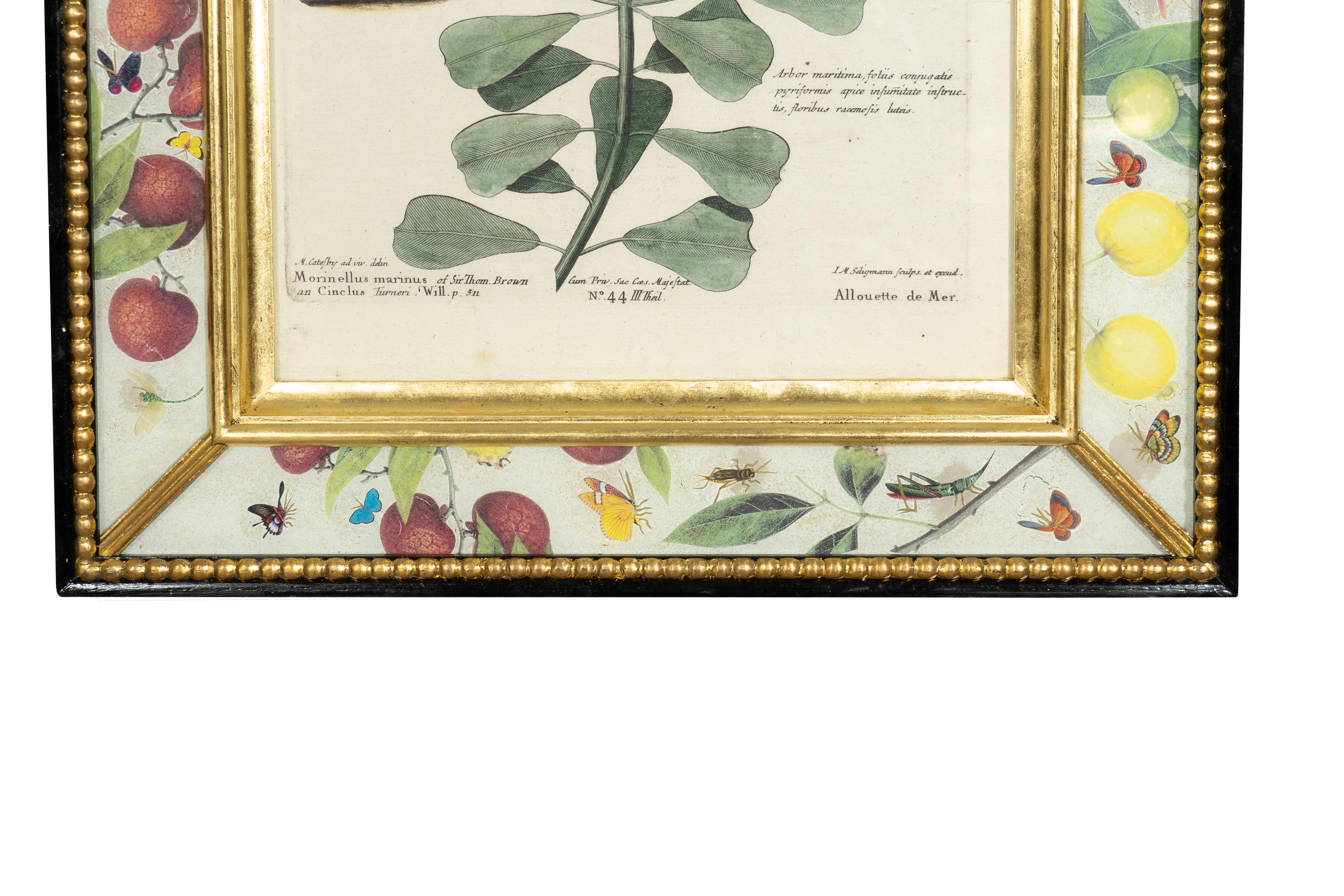 Set Of Six Framed Ornithological Prints 10