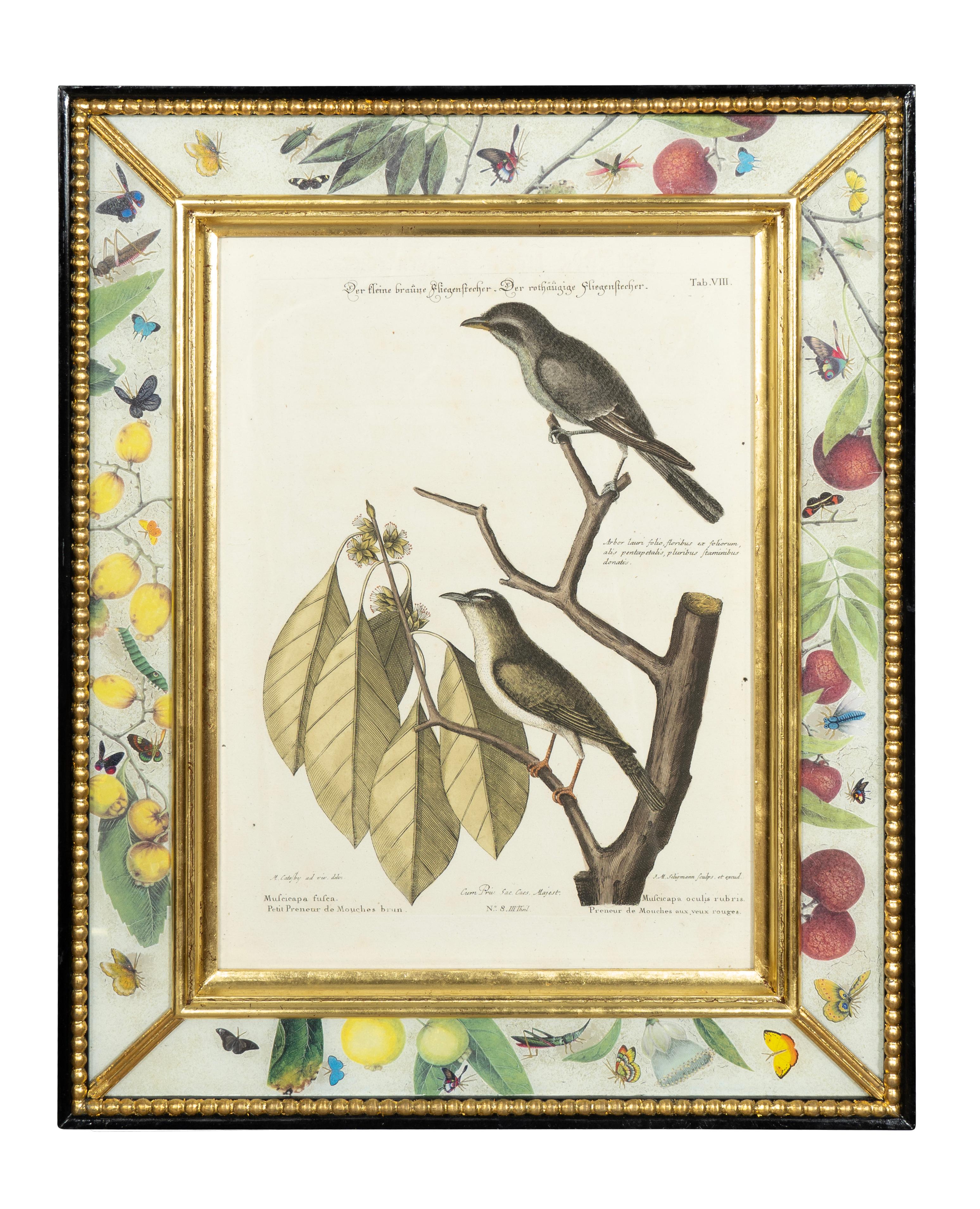 Set of six ornithological prints from Recueil de divers Oiseaux e'trangers et peu communs, qui se trouvent dans les ouvrages de Mm Edwards et Catesby { Nuremberg} 1770-1773, after Catesby's 