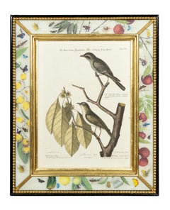 Set Of Six Framed Ornithological Prints
