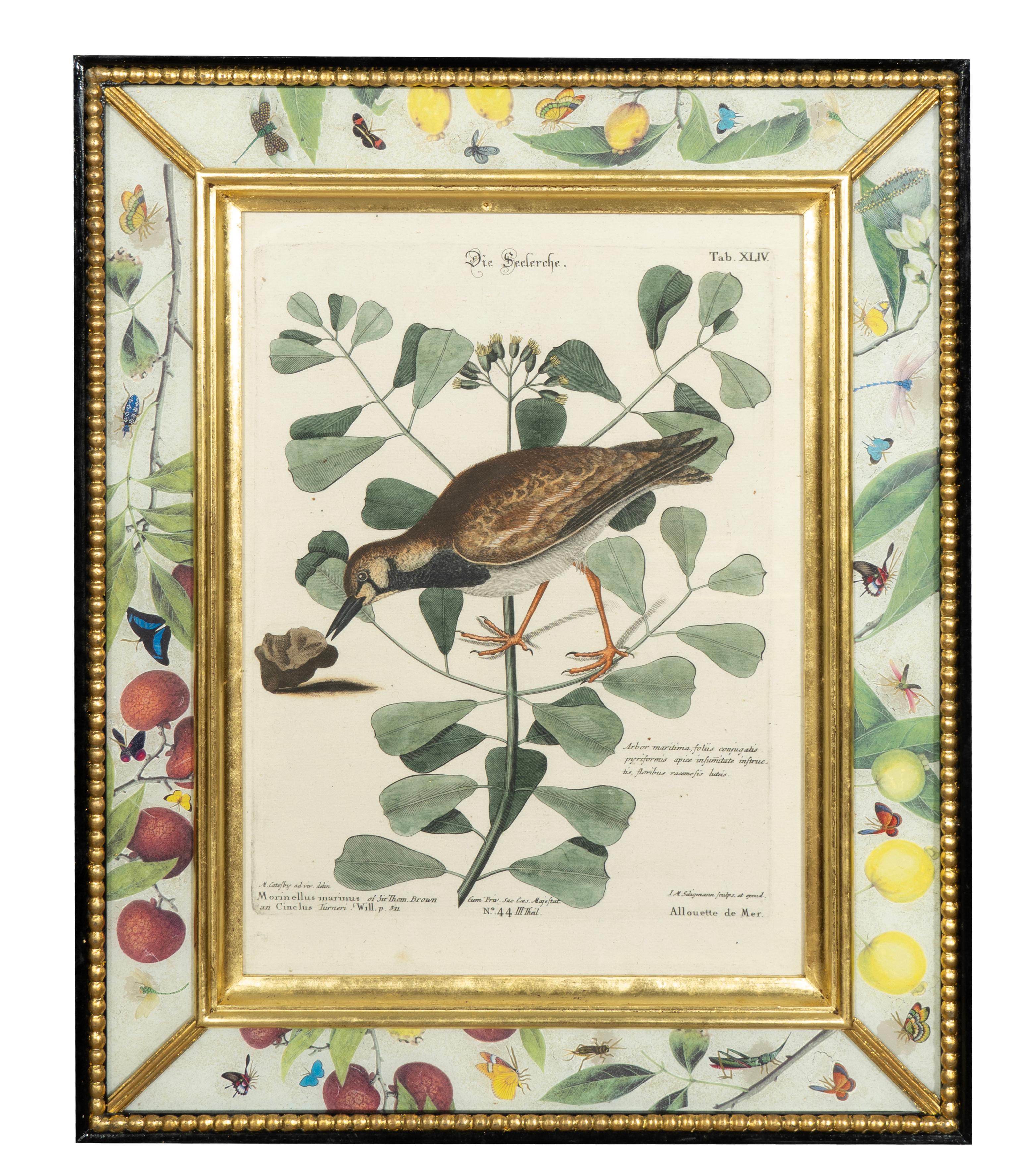 German Set Of Six Framed Ornithological Prints