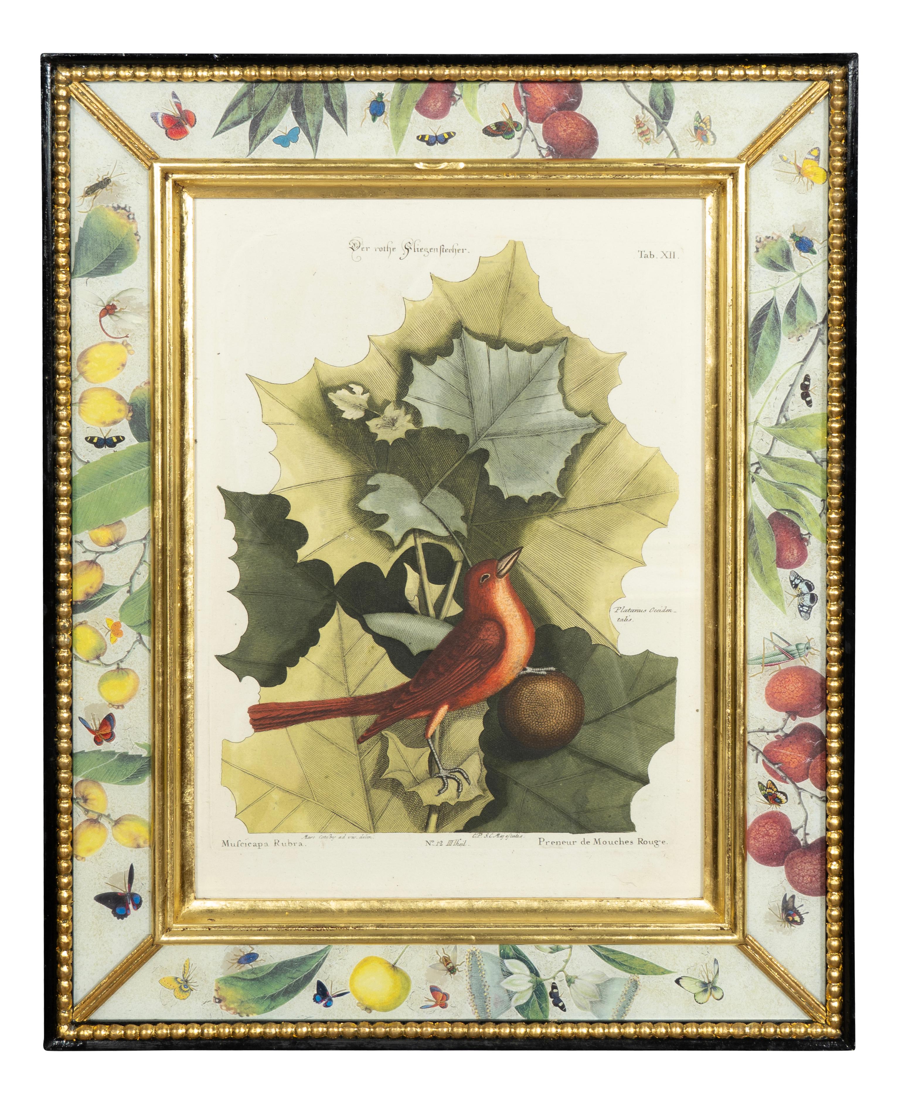 Set Of Six Framed Ornithological Prints In Good Condition In Essex, MA
