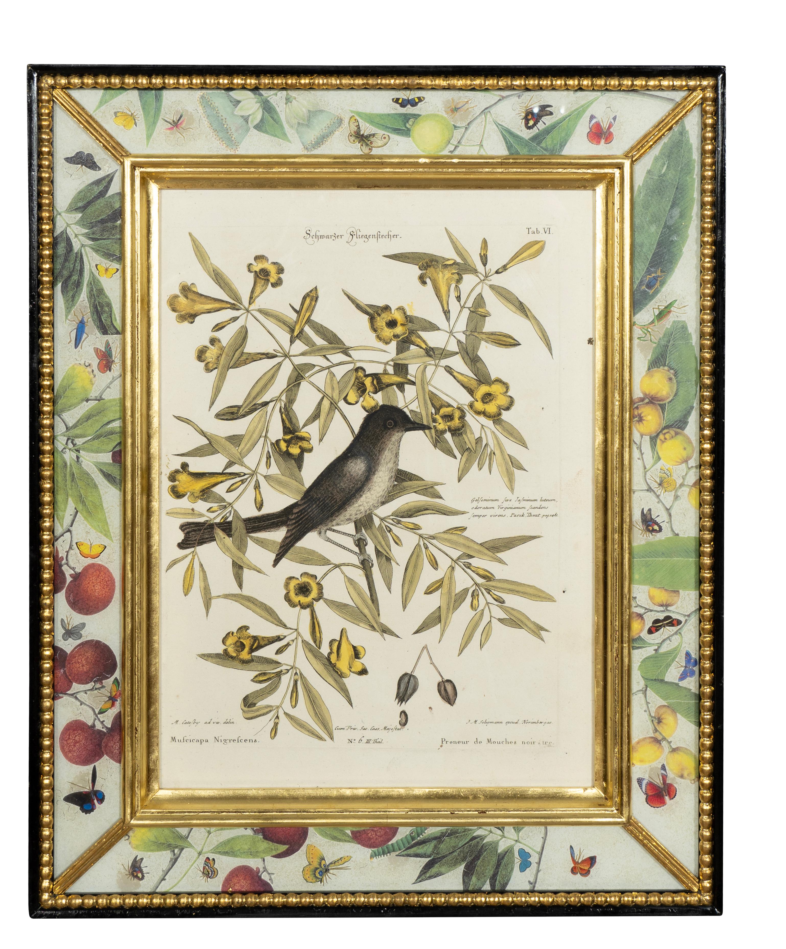 Mid-18th Century Set Of Six Framed Ornithological Prints
