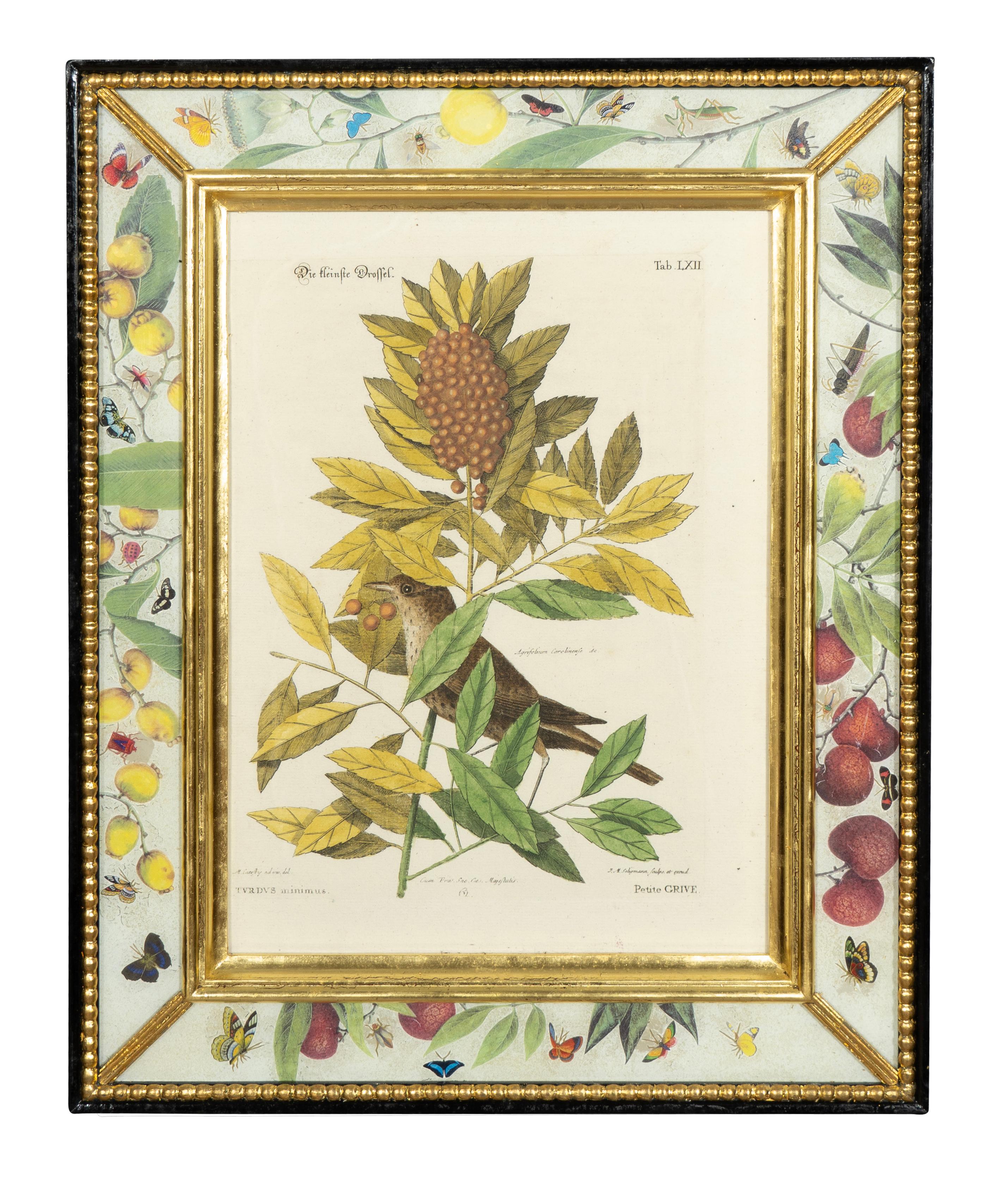 Glass Set Of Six Framed Ornithological Prints