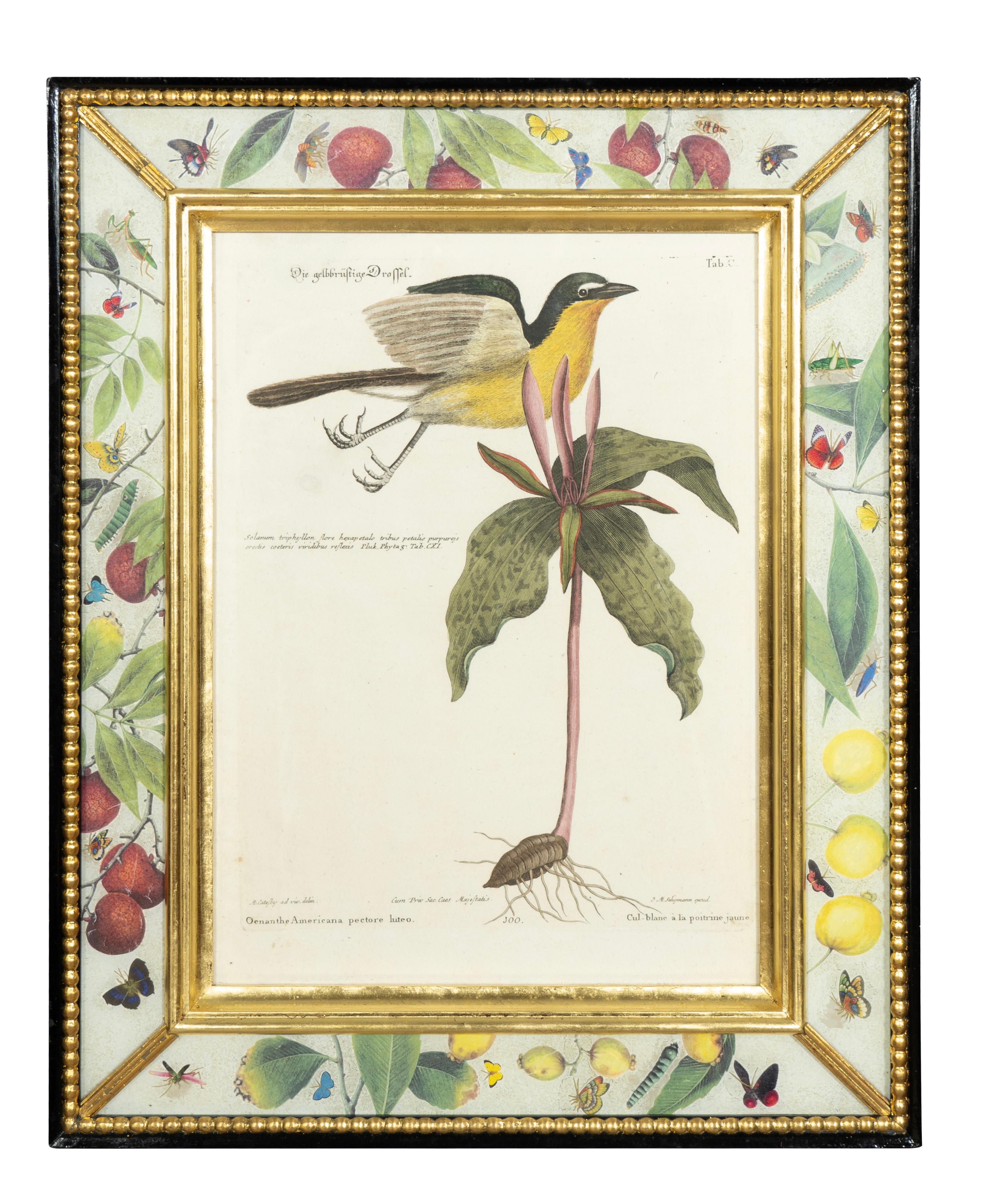 Set Of Six Framed Ornithological Prints 1