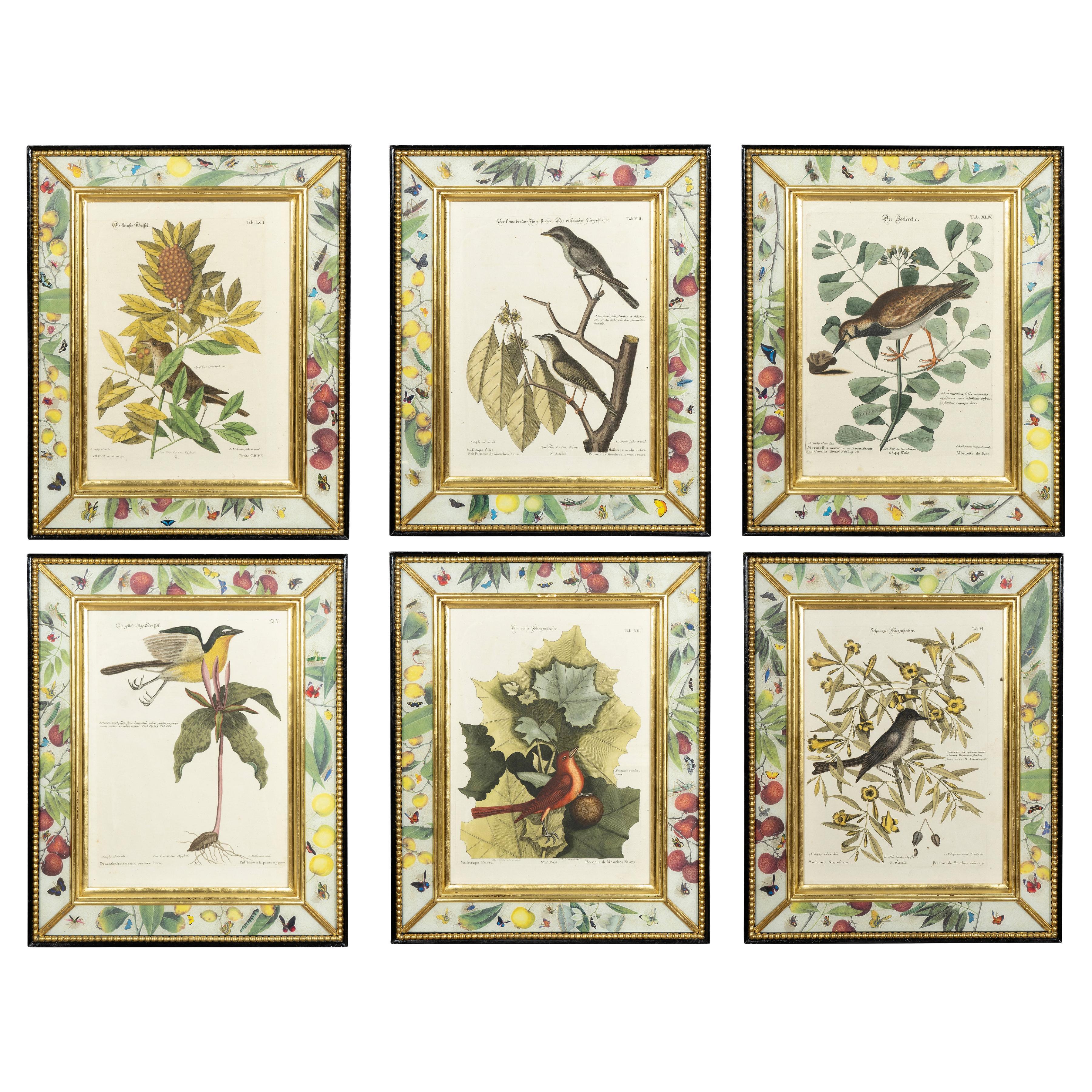 Set Of Six Framed Ornithological Prints