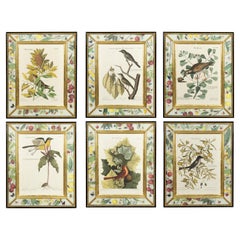 Set Of Six Framed Ornithological Prints