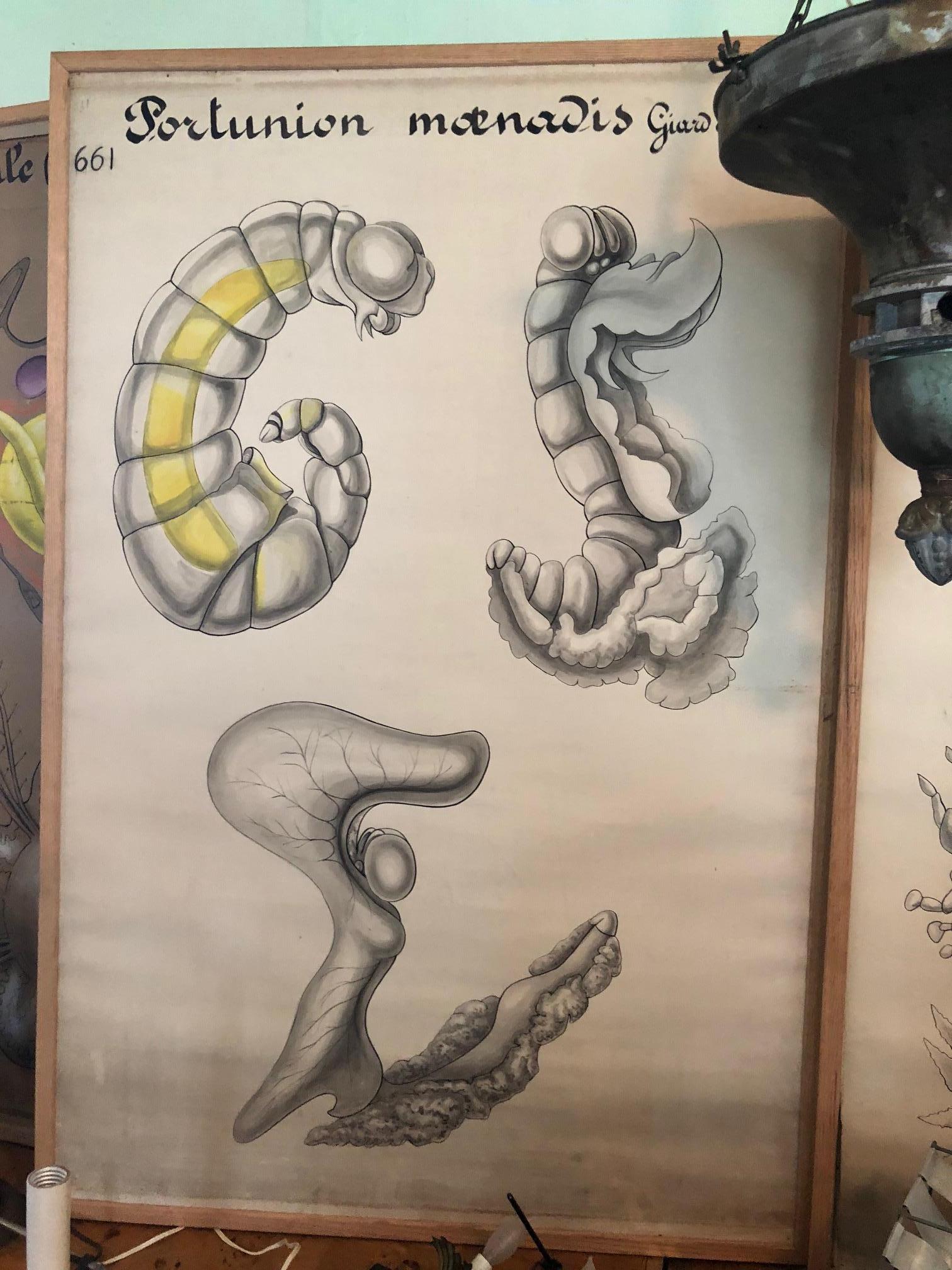Set of Six Framed Posters for Biology Class In Good Condition For Sale In Washington, DC