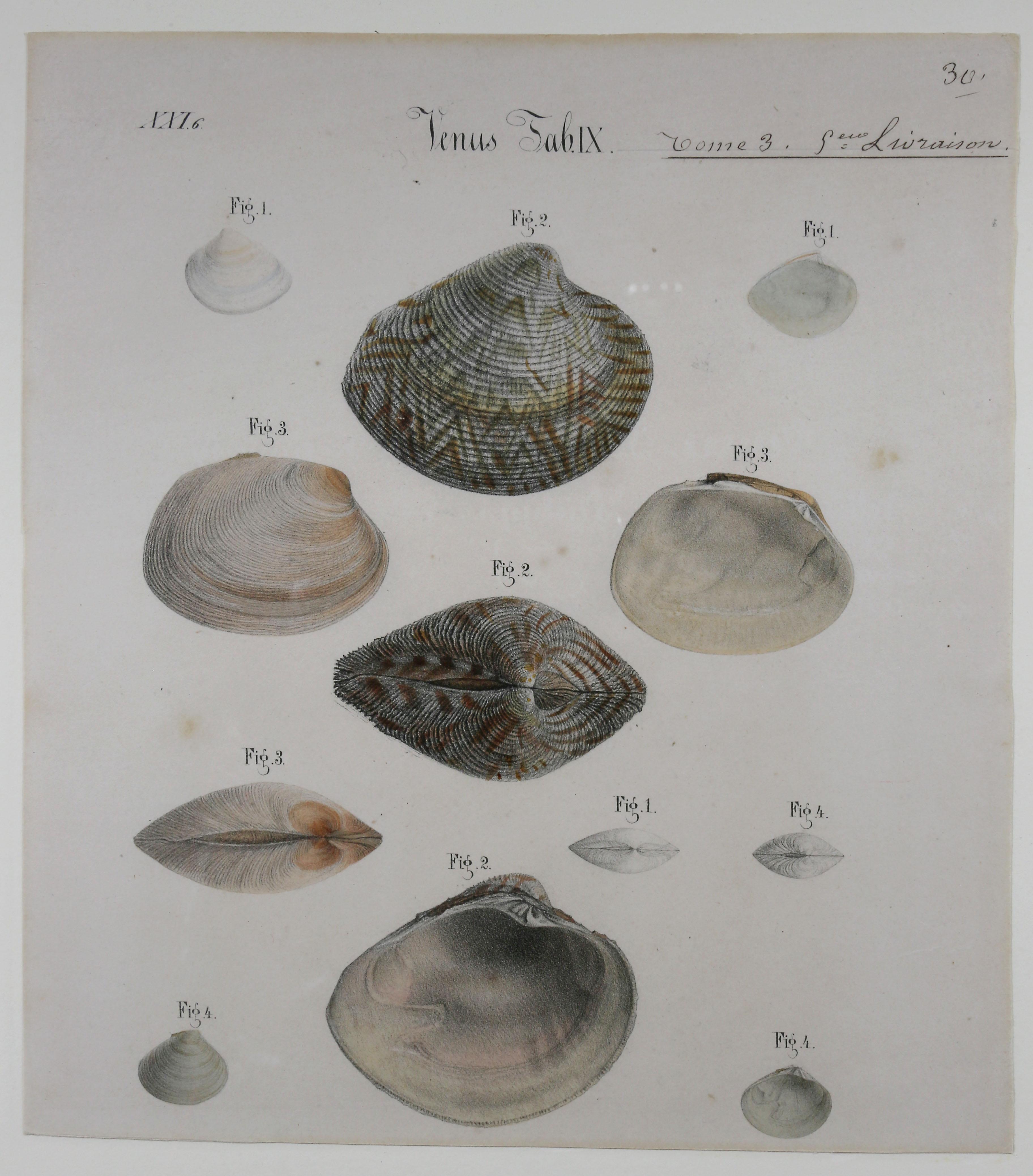 Set of Six Framed Prints of Seashells 4