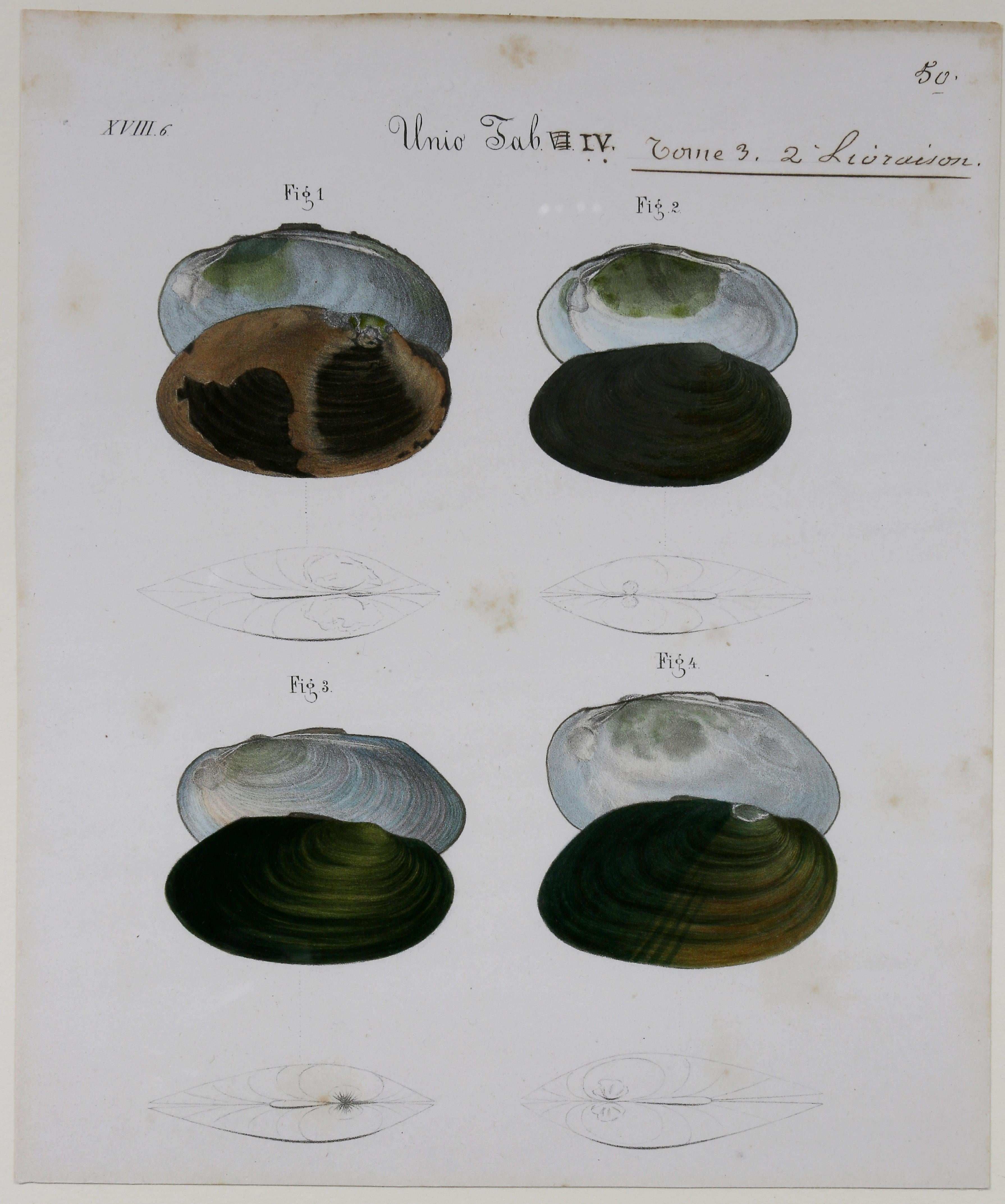 Other Set of Six Framed Prints of Seashells