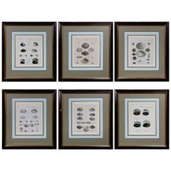 Antique Set of Six Framed Prints of Seashells