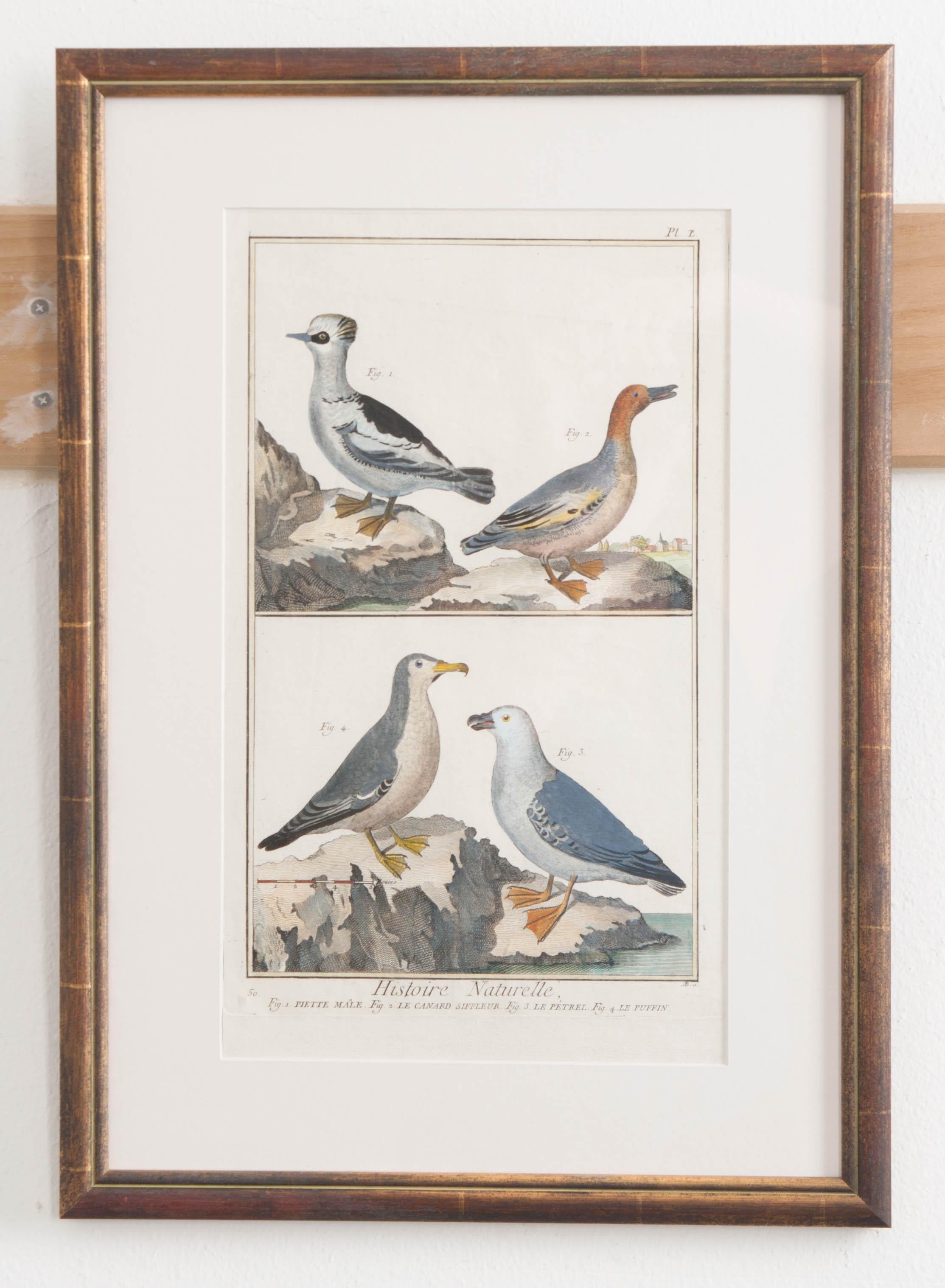 An incredible set of six “Natural History” hand-colored French lithographs from 18th century France. The works depict various species of beautiful birds from around the world. Ducks, loons, cormorants, bird of paradise, Guineafowl, storks and