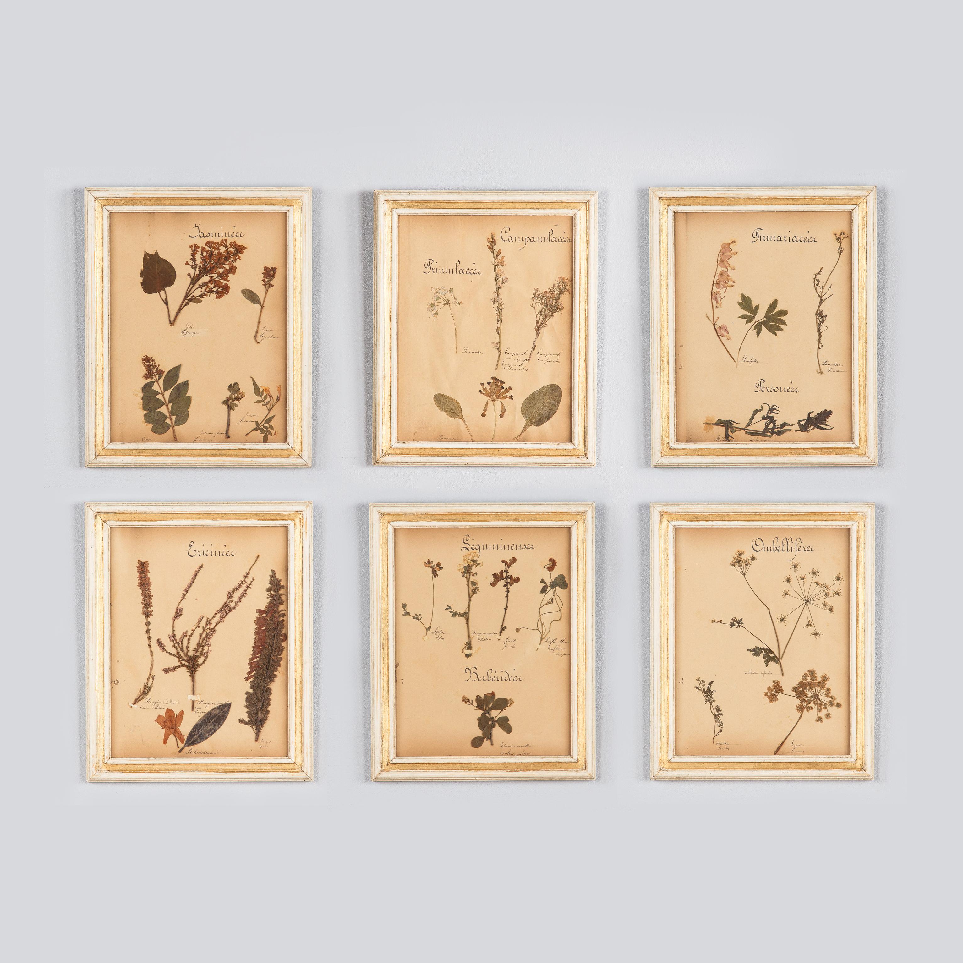 Set of Six French Frames with Pressed Botanicals, circa 1930s 10