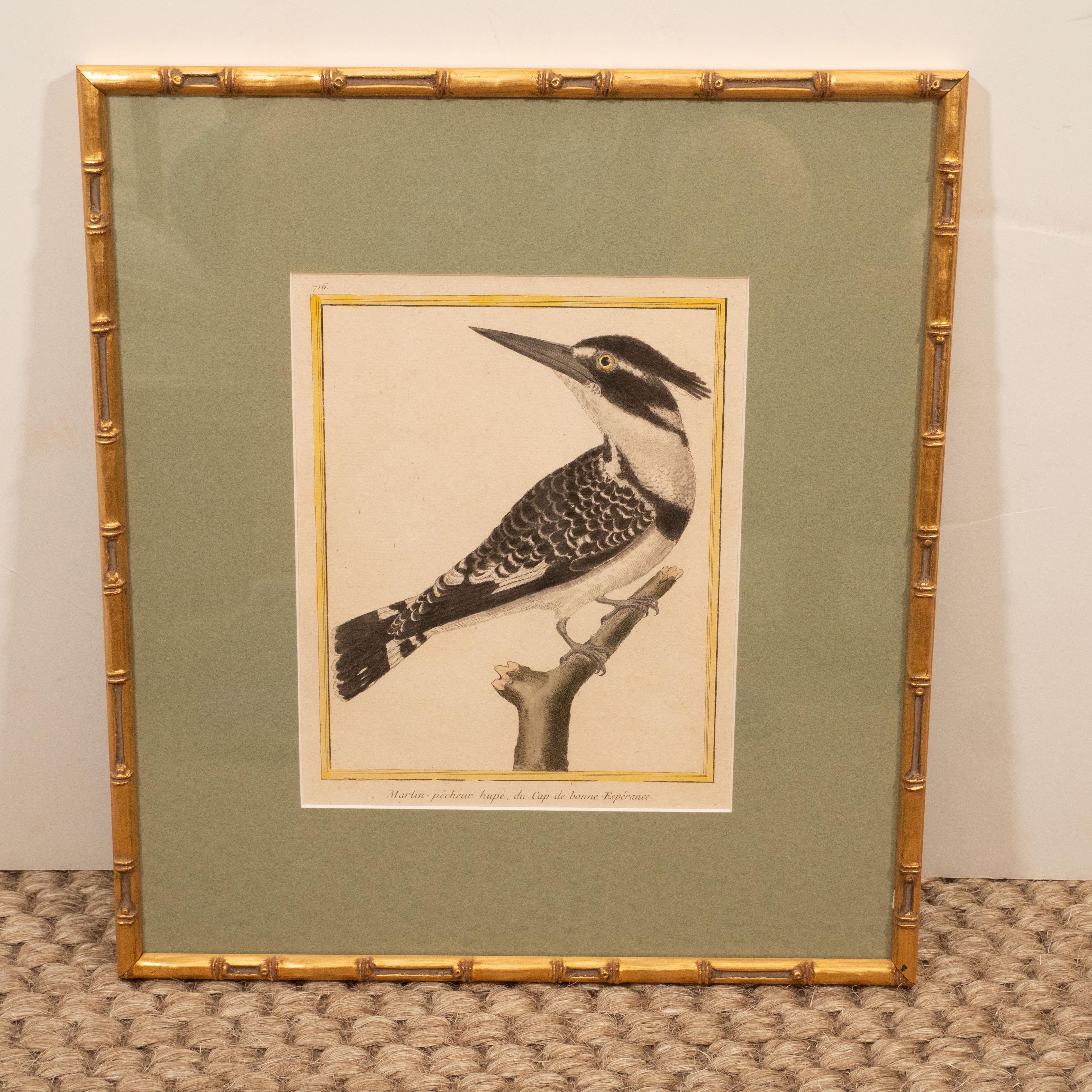 Set of Six Hand-Colored Bird Engravings 6