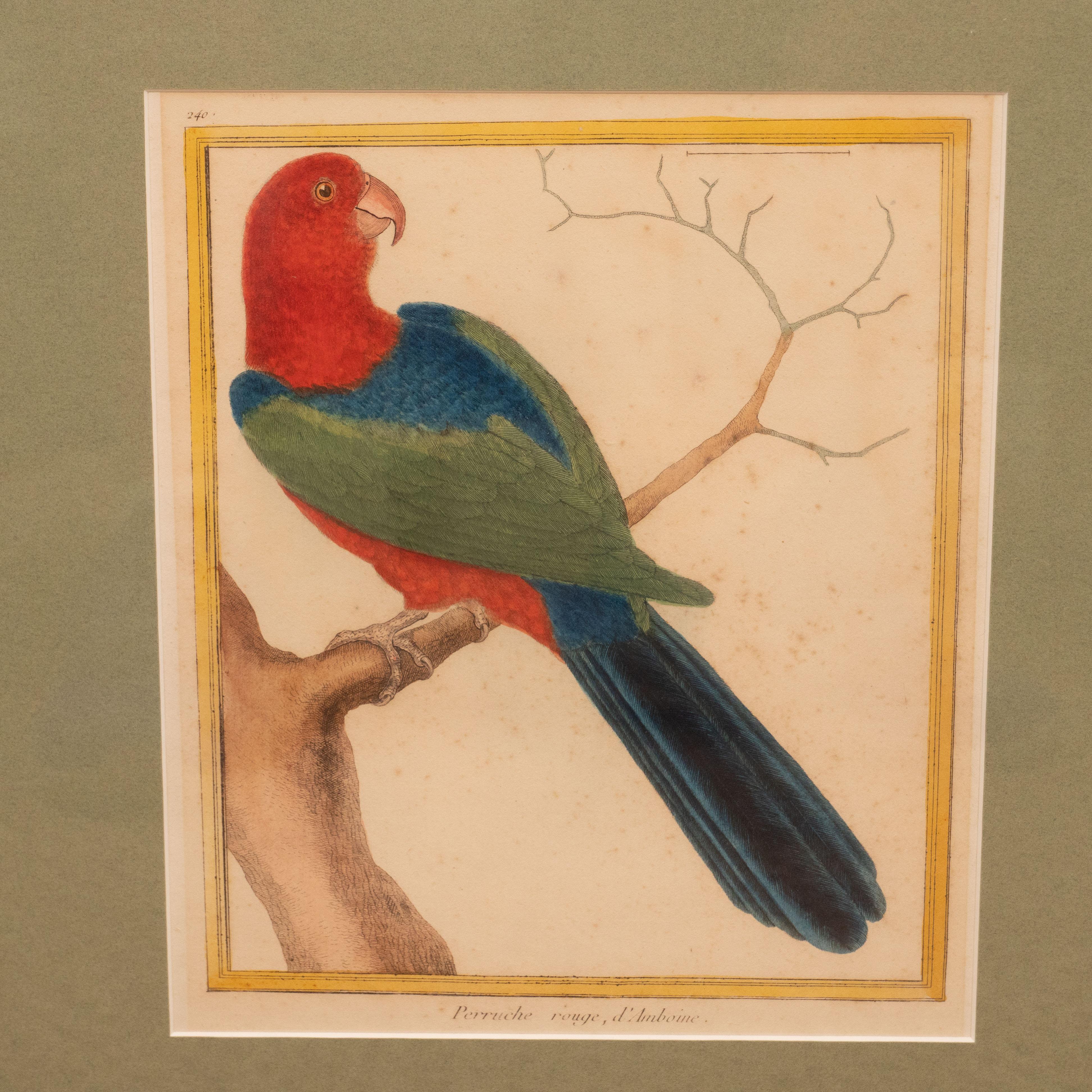Set of Six Hand-Colored Bird Engravings 9