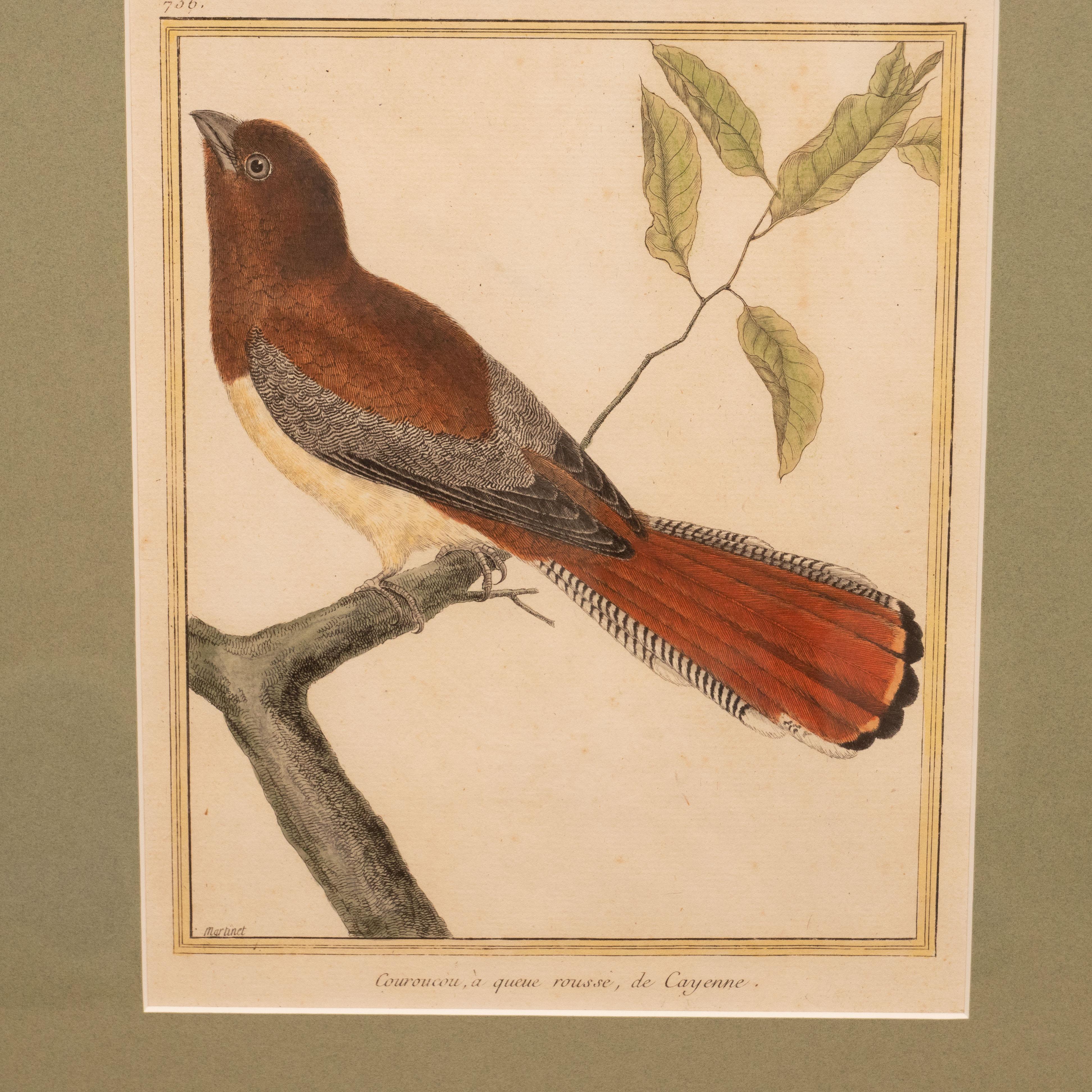 Set of Six Hand-Colored Bird Engravings 11