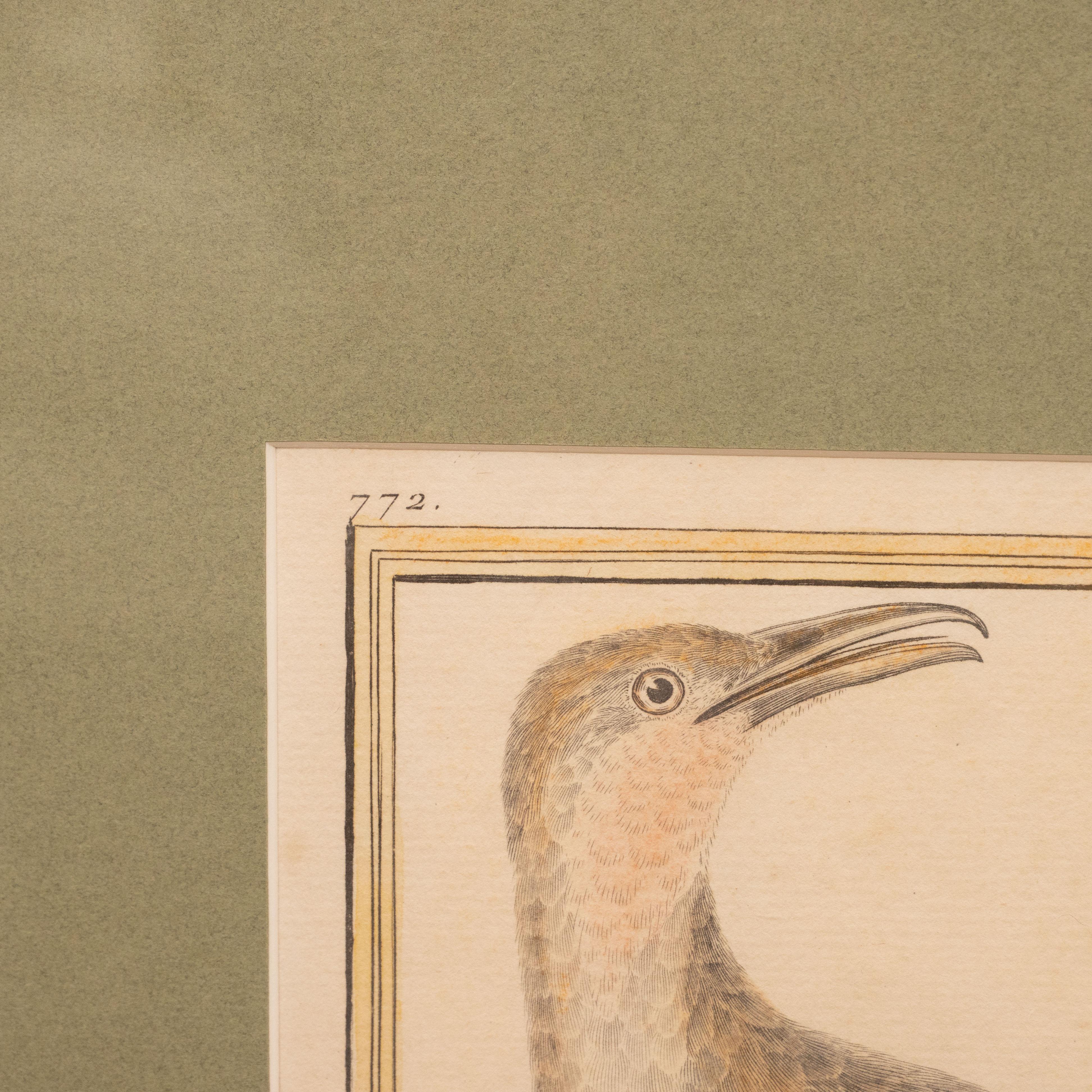 18th Century and Earlier Set of Six Hand-Colored Bird Engravings