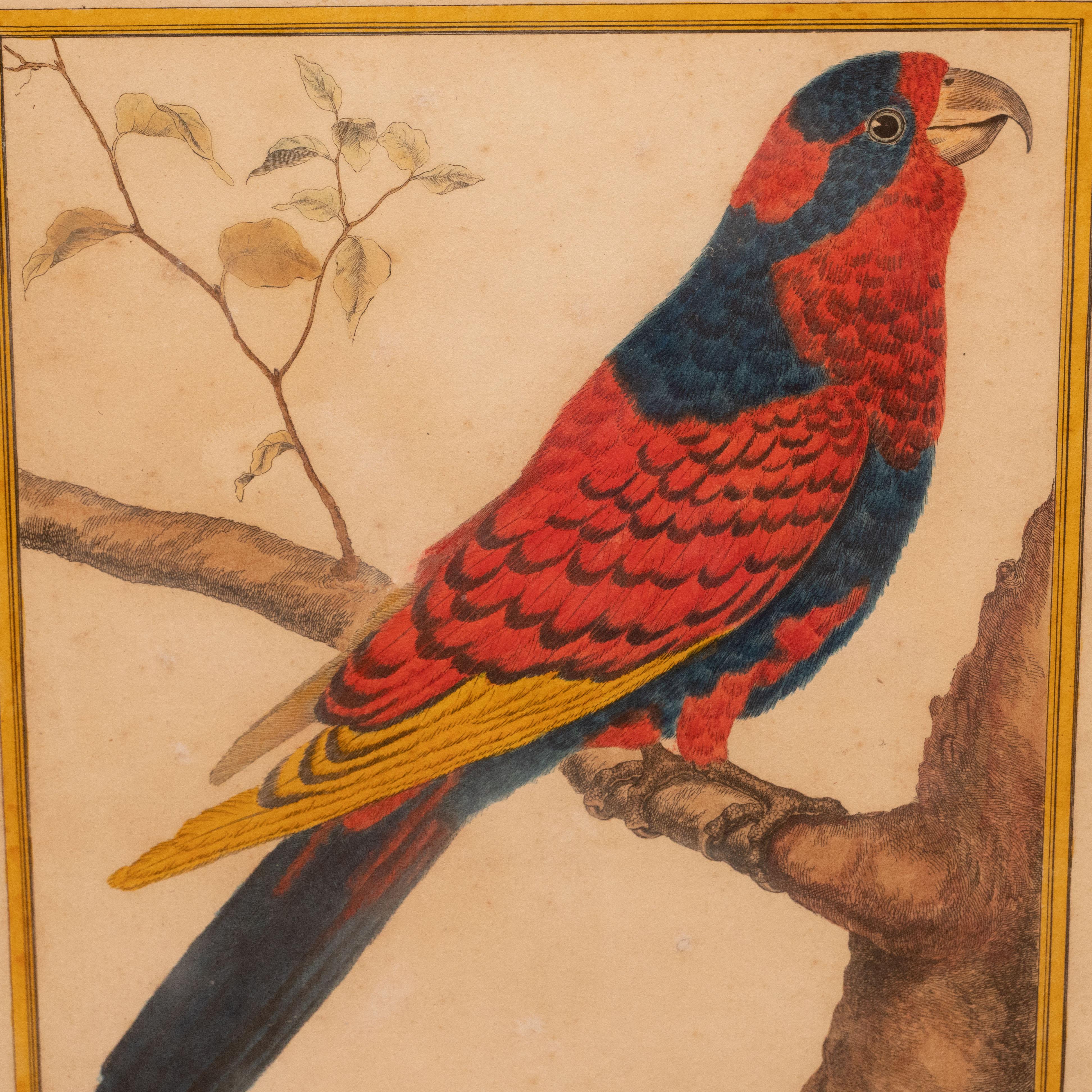 Set of Six Hand-Colored Bird Engravings 3