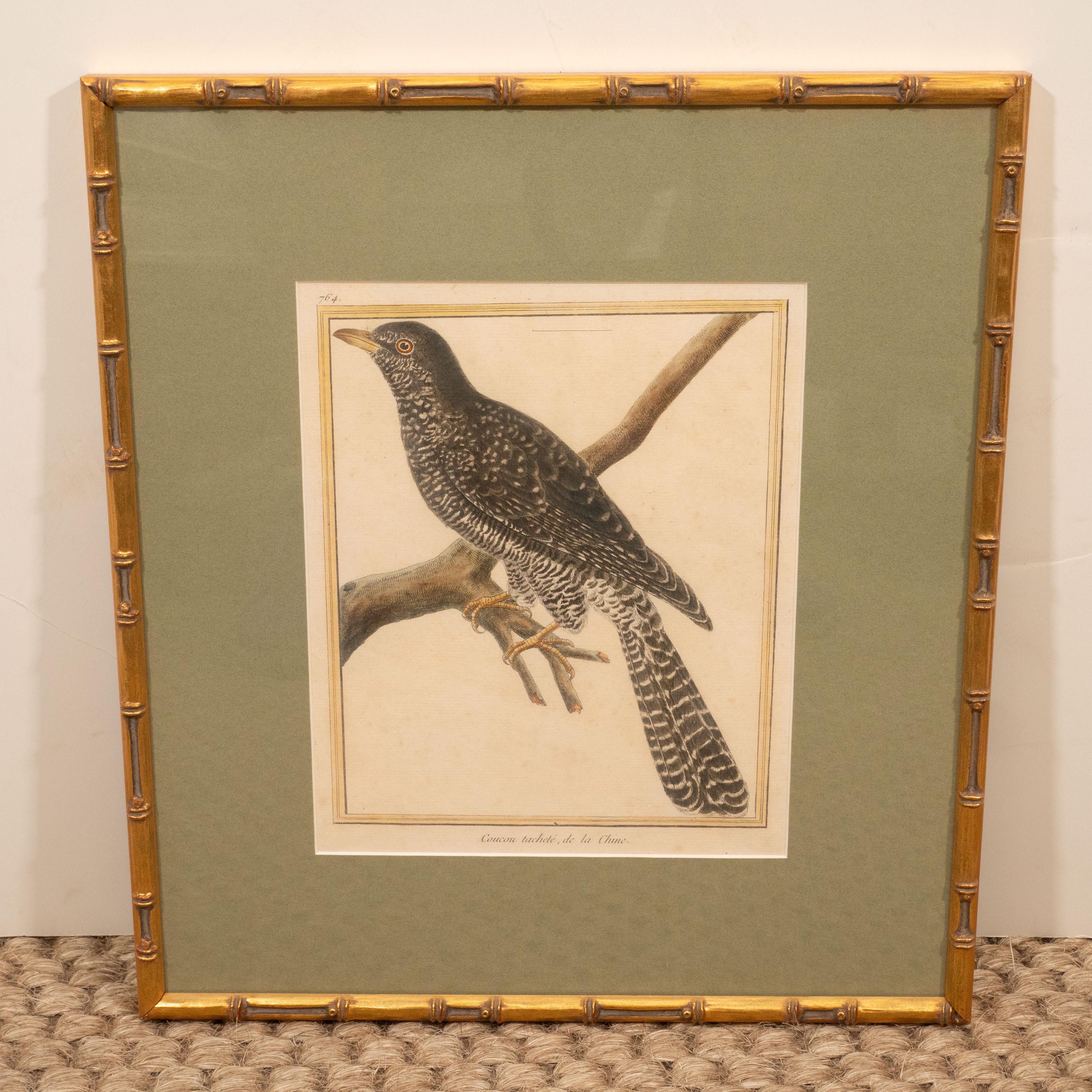 Set of Six Hand-Colored Bird Engravings 4