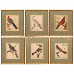 Set of Six Hand-Colored Bird Engravings