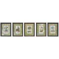 Set of Six Insect Lithographs