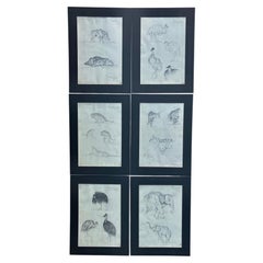 Set of Six Italian Pencil Drawings of Animals, Guido Righetti, 1919