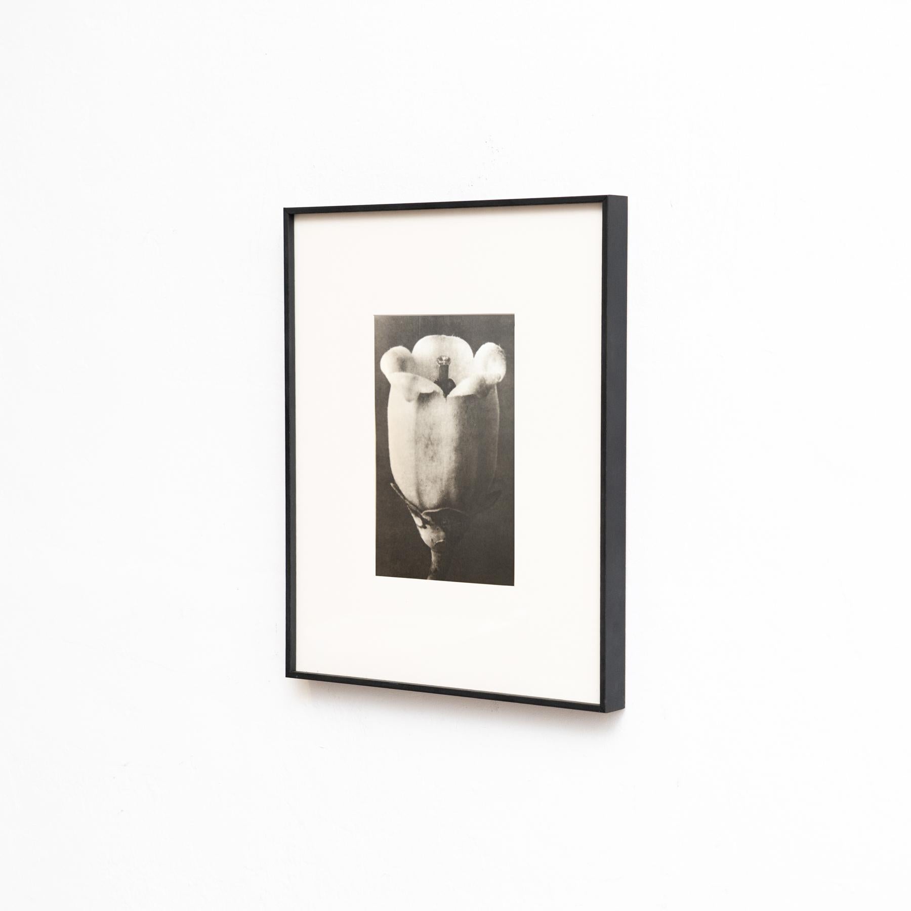 Set di sei fotogrammi incorniciati di Karl Blossfeldt: Natural Elegance (1942) in vendita 3