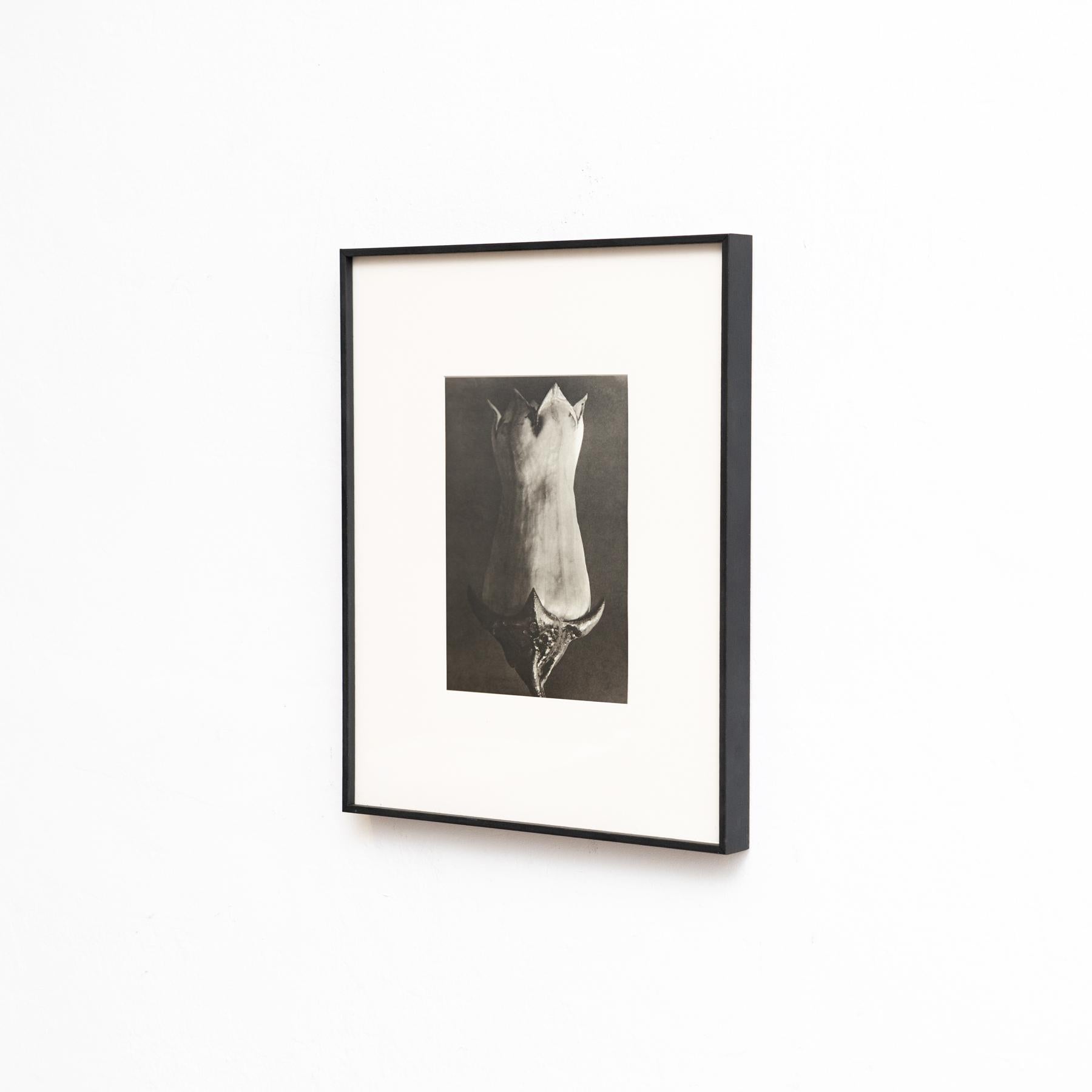 Set di sei fotogrammi incorniciati di Karl Blossfeldt: Natural Elegance (1942) in vendita 3