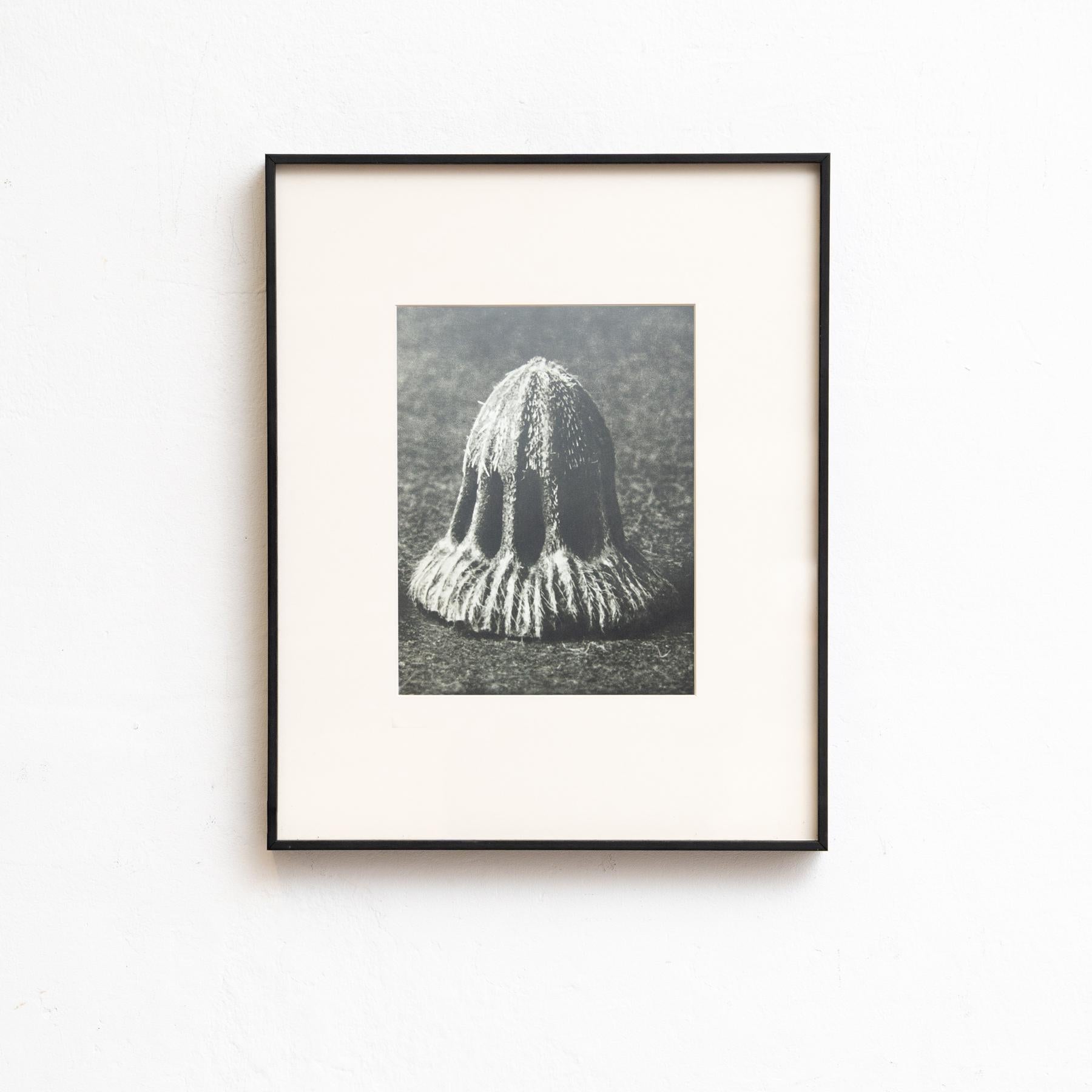 Set di sei fotogrammi incorniciati di Karl Blossfeldt: Natural Elegance (1942) in vendita 4