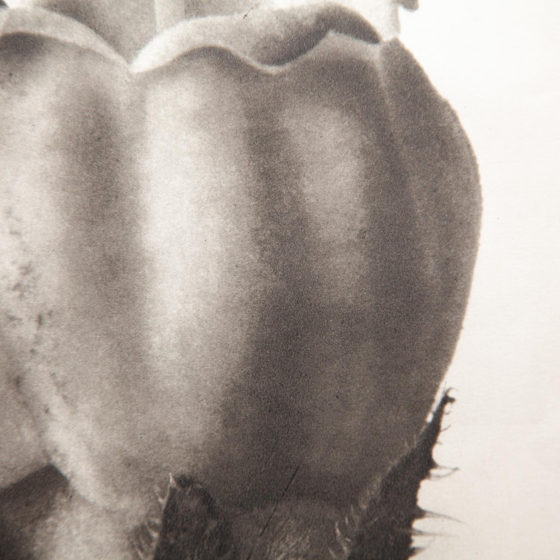 Set di sei fotogrammi incorniciati di Karl Blossfeldt: Natural Elegance (1942) in vendita 5
