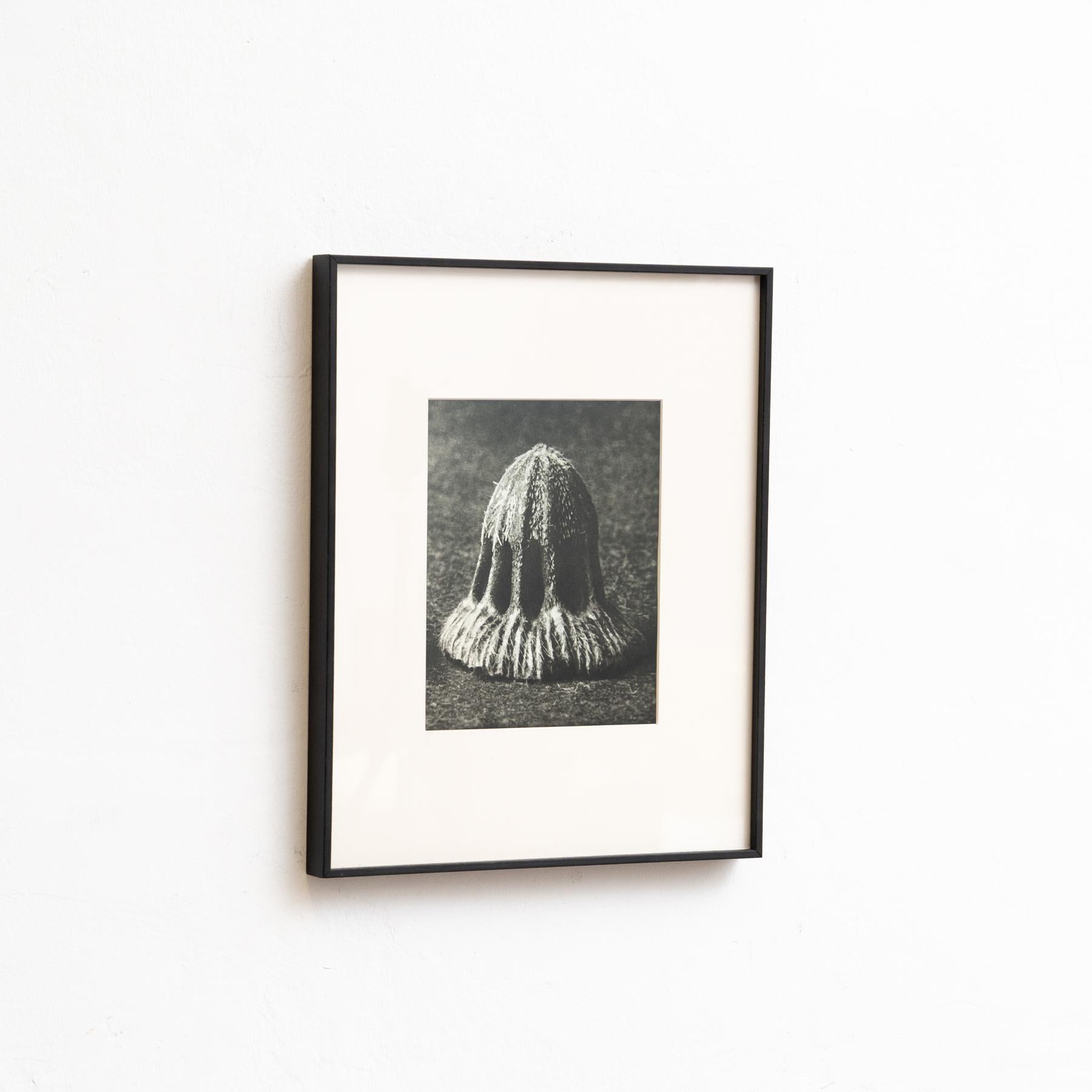 Set di sei fotogrammi incorniciati di Karl Blossfeldt: Natural Elegance (1942) in vendita 5