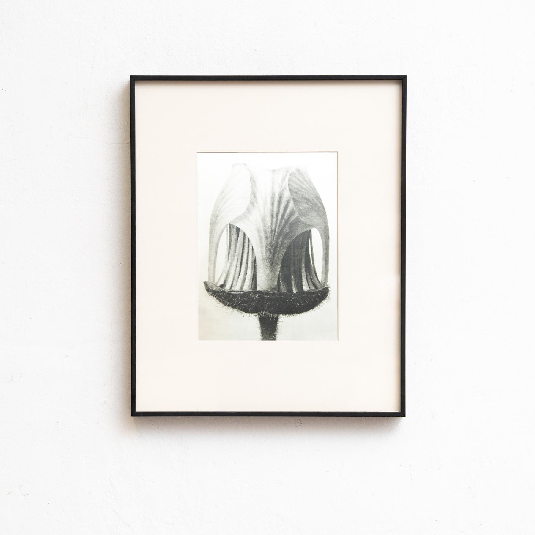 Set di sei fotogrammi incorniciati di Karl Blossfeldt: Natural Elegance (1942) in vendita 6