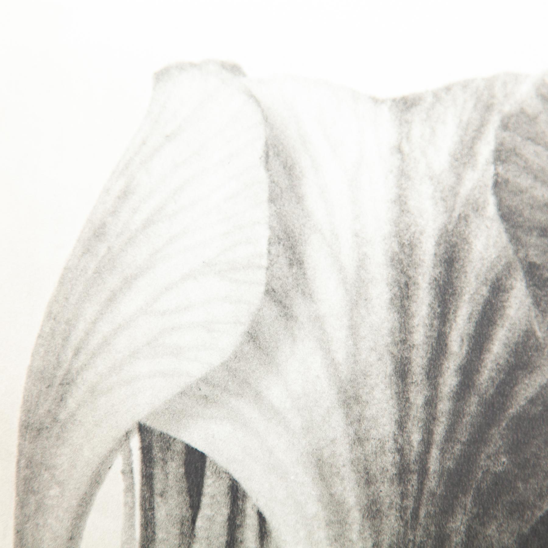 Set di sei fotogrammi incorniciati di Karl Blossfeldt: Natural Elegance (1942) in vendita 7