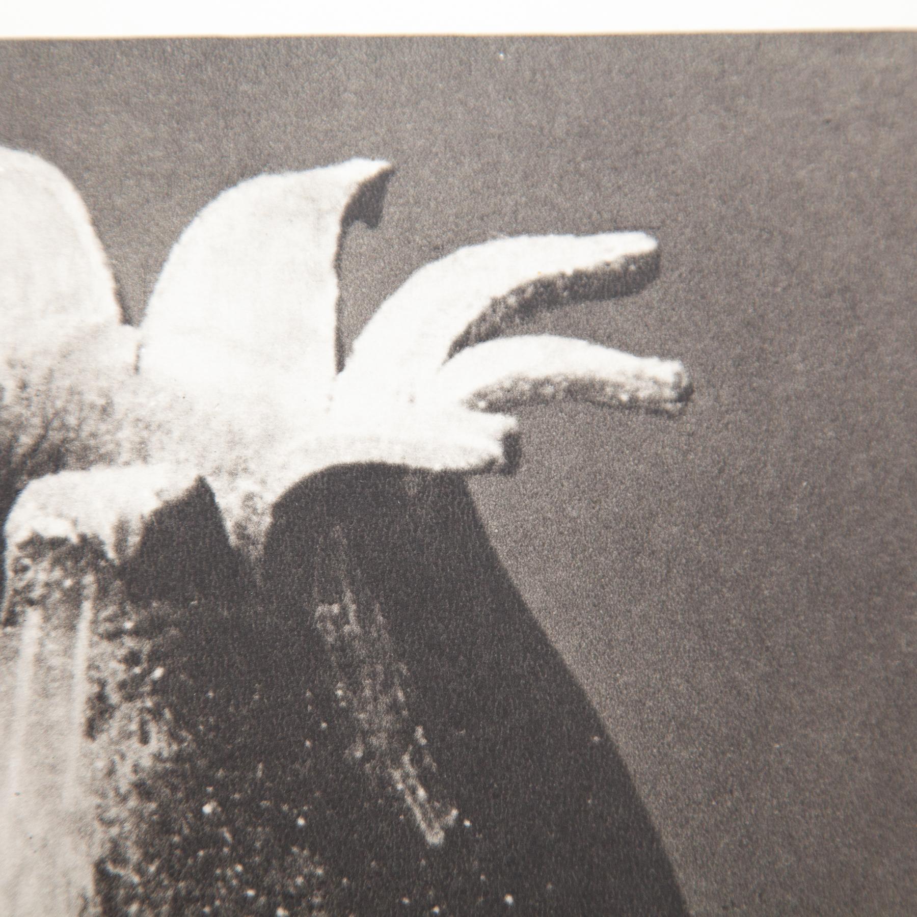 Set di sei fotogrammi incorniciati di Karl Blossfeldt: Natural Elegance (1942) in vendita 8