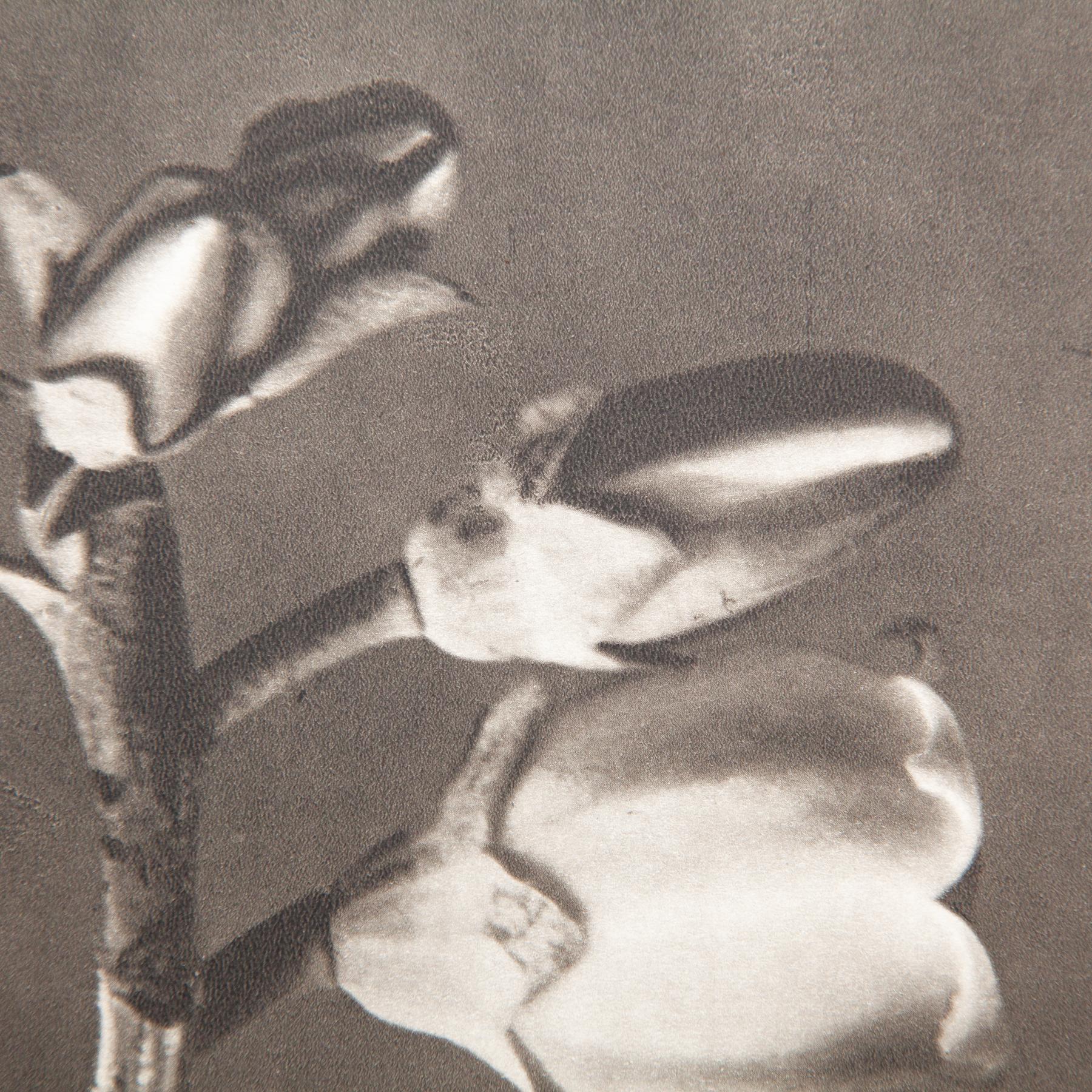 Set di sei fotogrammi incorniciati di Karl Blossfeldt: Natural Elegance (1942) in vendita 9