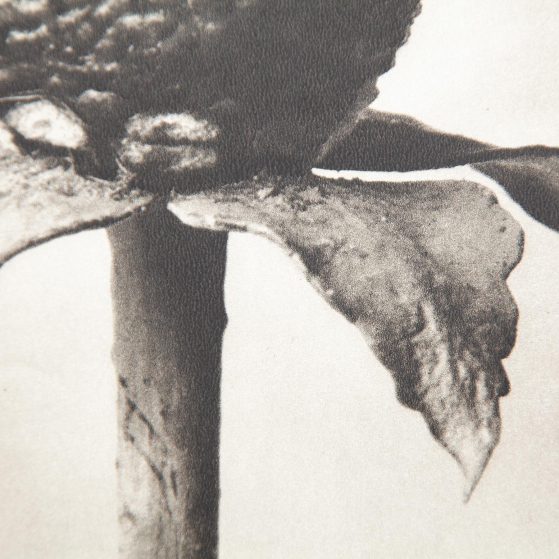 Set di sei fotogrammi incorniciati di Karl Blossfeldt: Natural Elegance (1942) in vendita 9