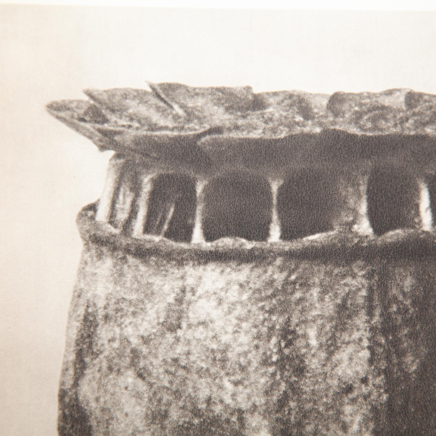 Set di sei fotogrammi incorniciati di Karl Blossfeldt: Natural Elegance (1942) in vendita 10