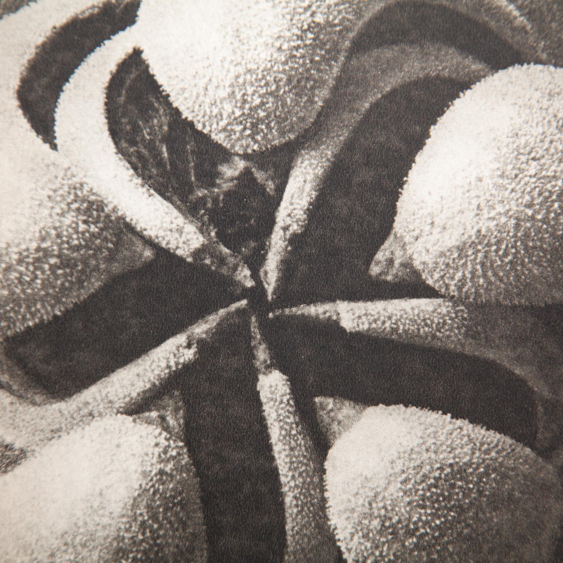 Set di sei fotogrammi incorniciati di Karl Blossfeldt: Natural Elegance (1942) in vendita 10