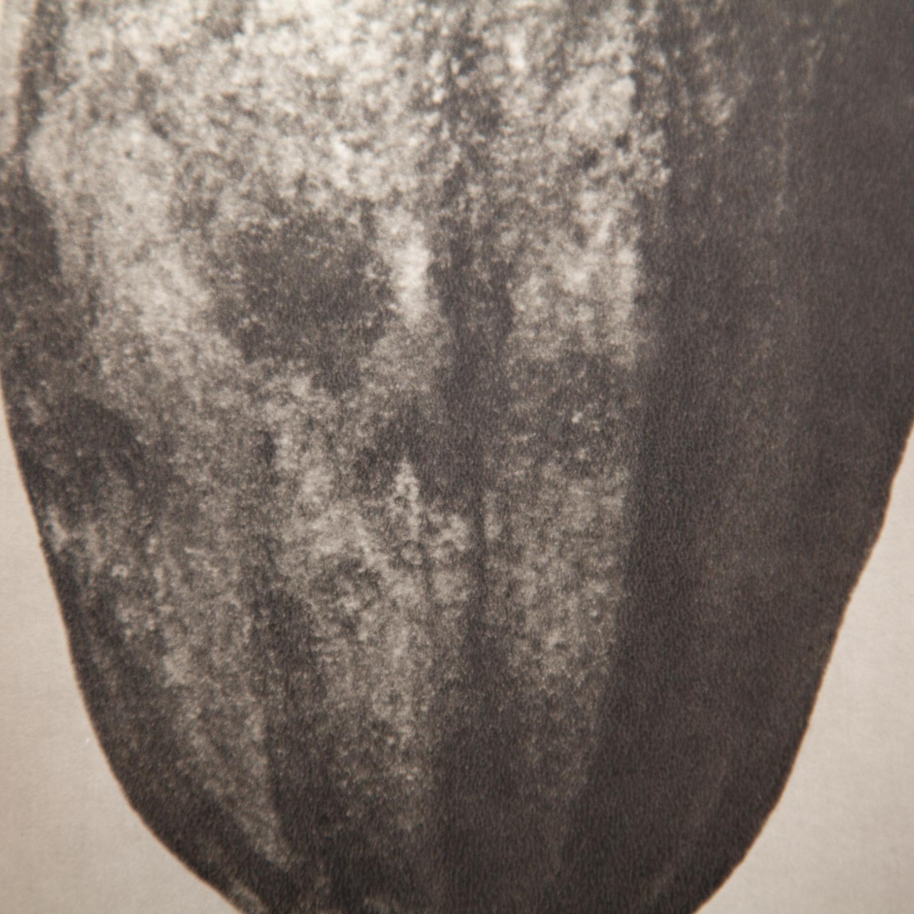 Set di sei fotogrammi incorniciati di Karl Blossfeldt: Natural Elegance (1942) in vendita 11