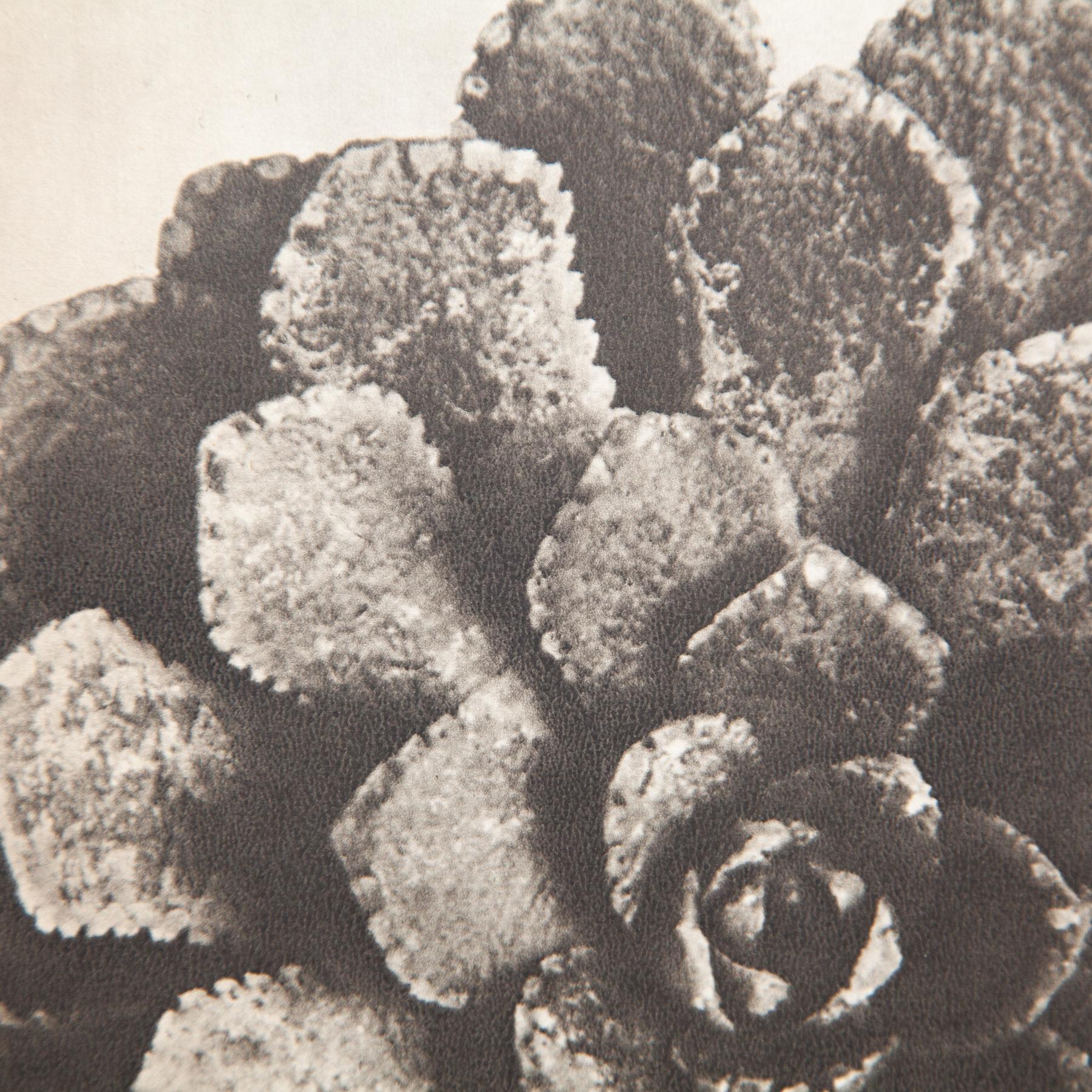 Set di sei fotogrammi incorniciati di Karl Blossfeldt: Natural Elegance (1942) in vendita 11