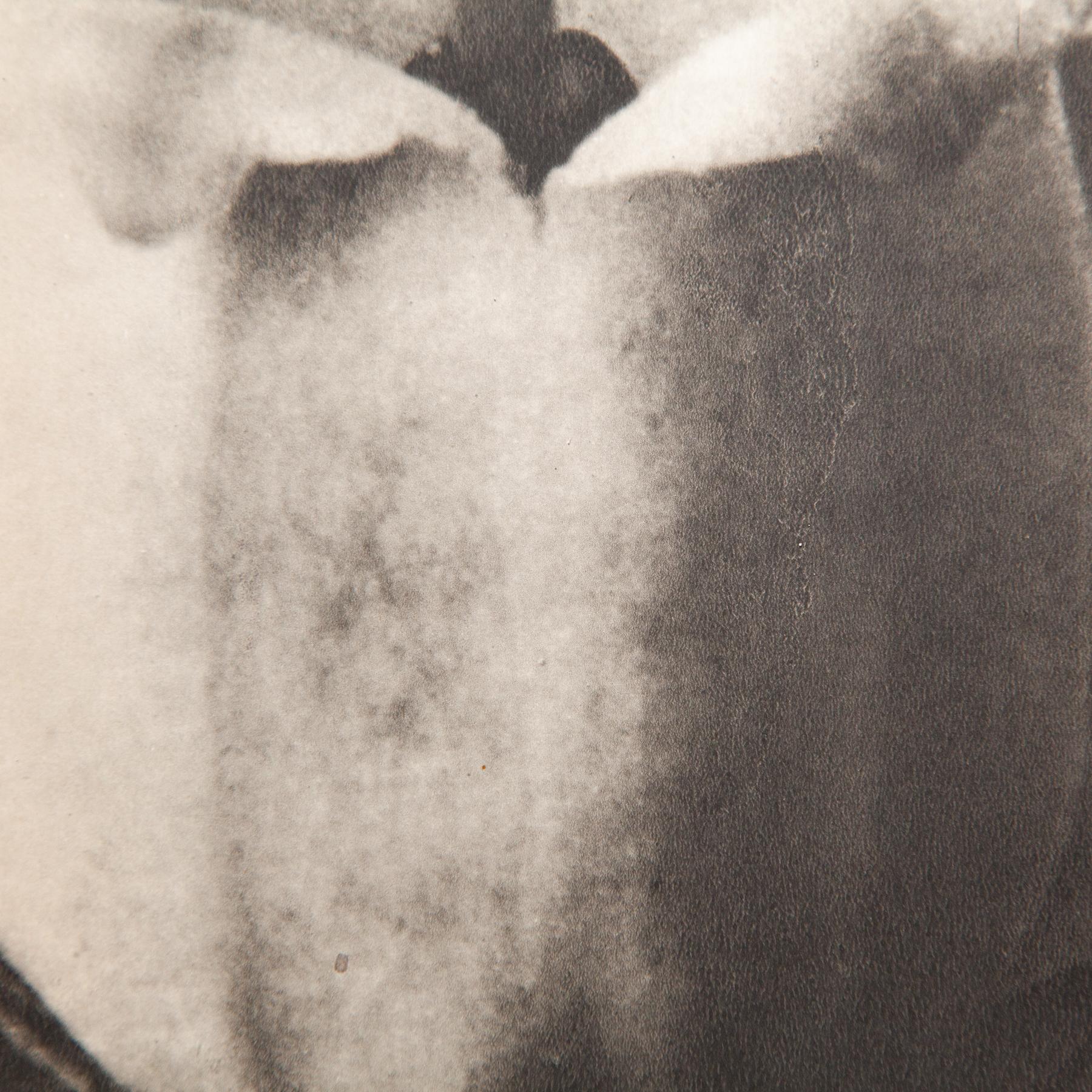 Set di sei fotogrammi incorniciati di Karl Blossfeldt: Natural Elegance (1942) in vendita 12