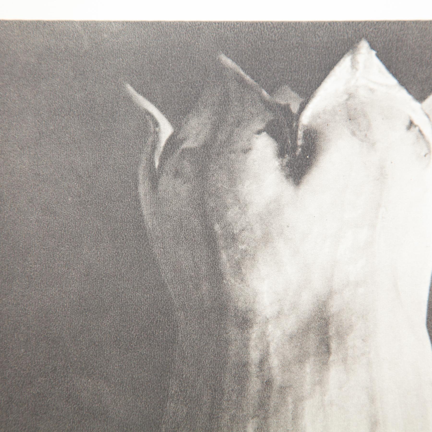 Set di sei fotogrammi incorniciati di Karl Blossfeldt: Natural Elegance (1942) in vendita 12