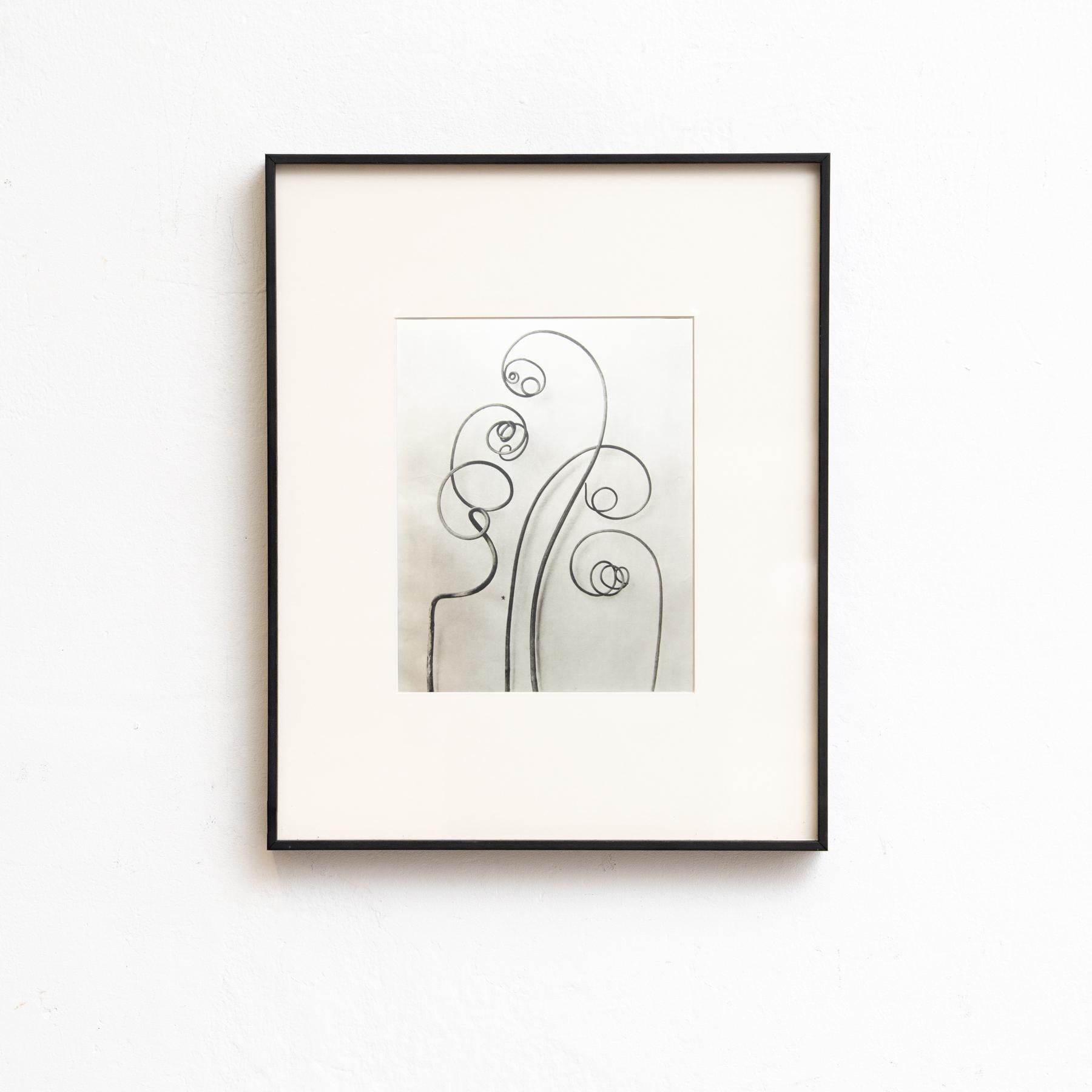 Presentiamo un'affascinante serie di sei fotoincisioni di Karl Blossfeldt dall'edizione del 1942 del libro 