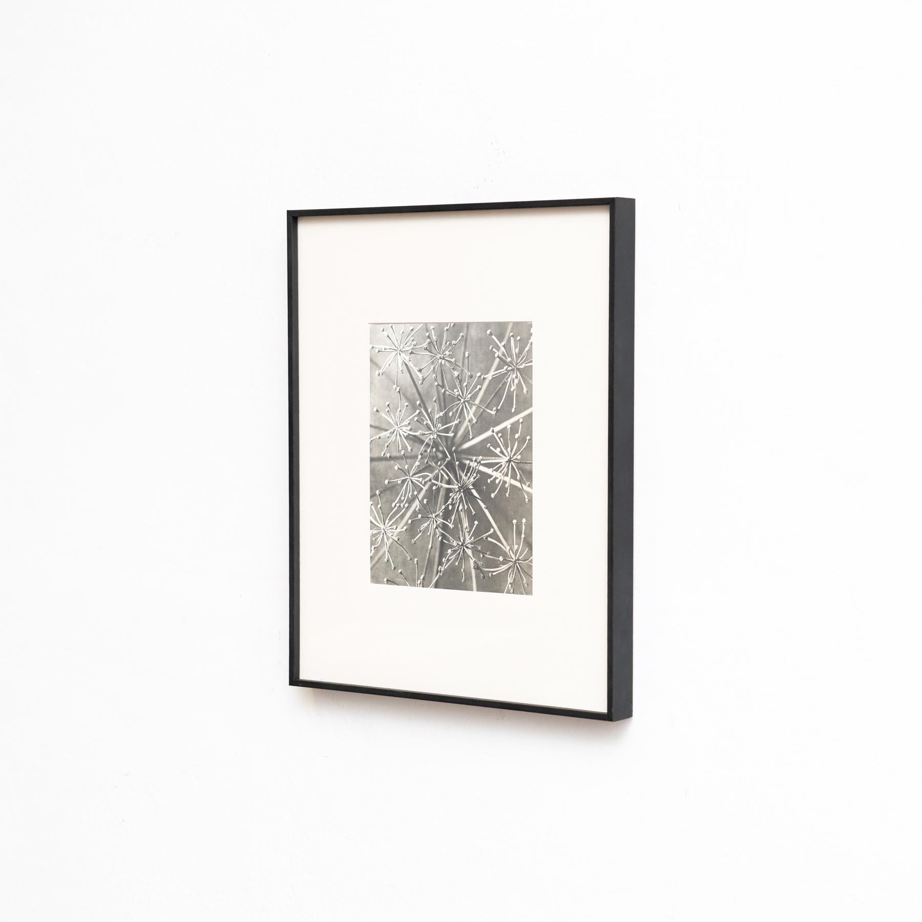 Voici une captivante photogravure de Karl Blossfeldt tirée de l'édition de 1942 du livre 