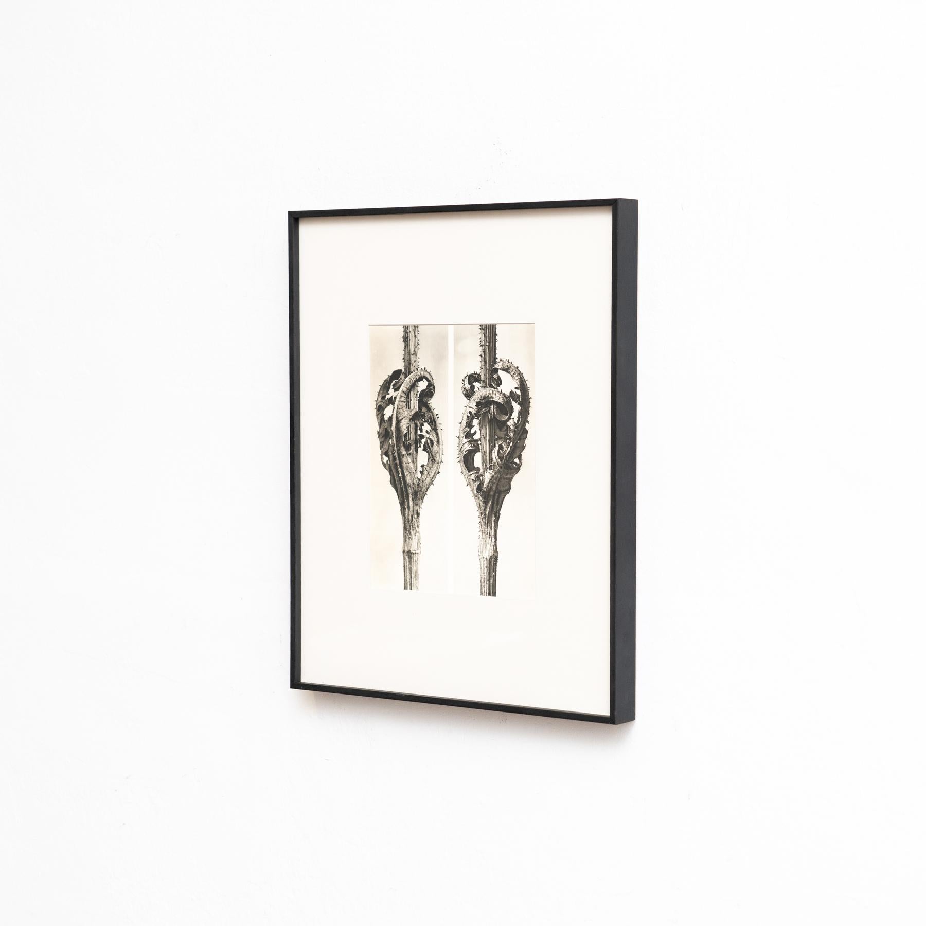 Voici une captivante photogravure de Karl Blossfeldt tirée de l'édition de 1942 du livre 